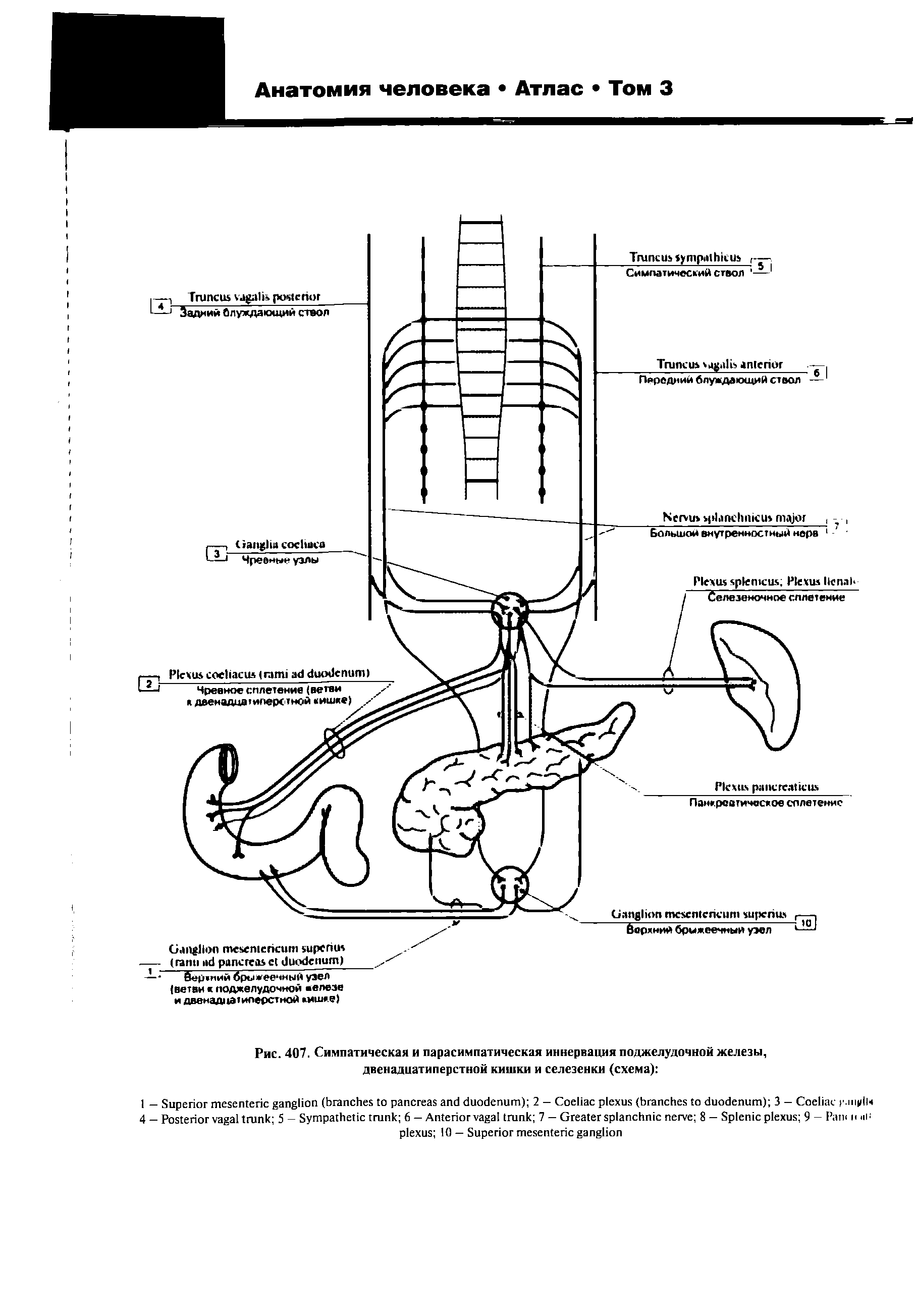 Рис. 407. Симпатическая и парасимпатическая иннервация поджелудочной железы, двенадцатиперстной кишки и селезенки (схема) ...