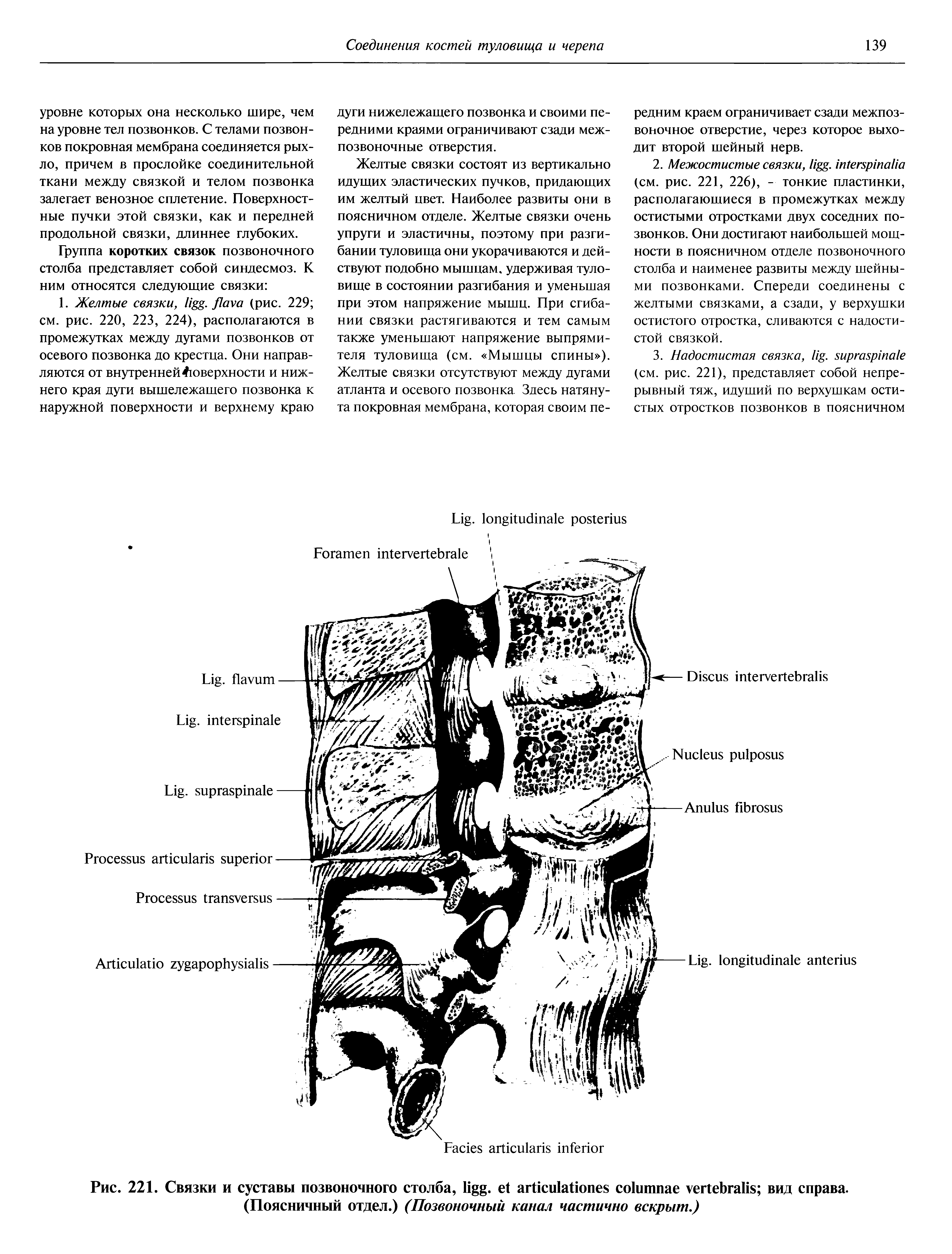 Рис. 221. Связки и суставы позвоночного столба, Иёё. е1 агиси1аиопе8 со1ишпае уеПеЬгаПв вид справа. (Поясничный отдел.) (Позвоночный канал частично вскрыт.)...