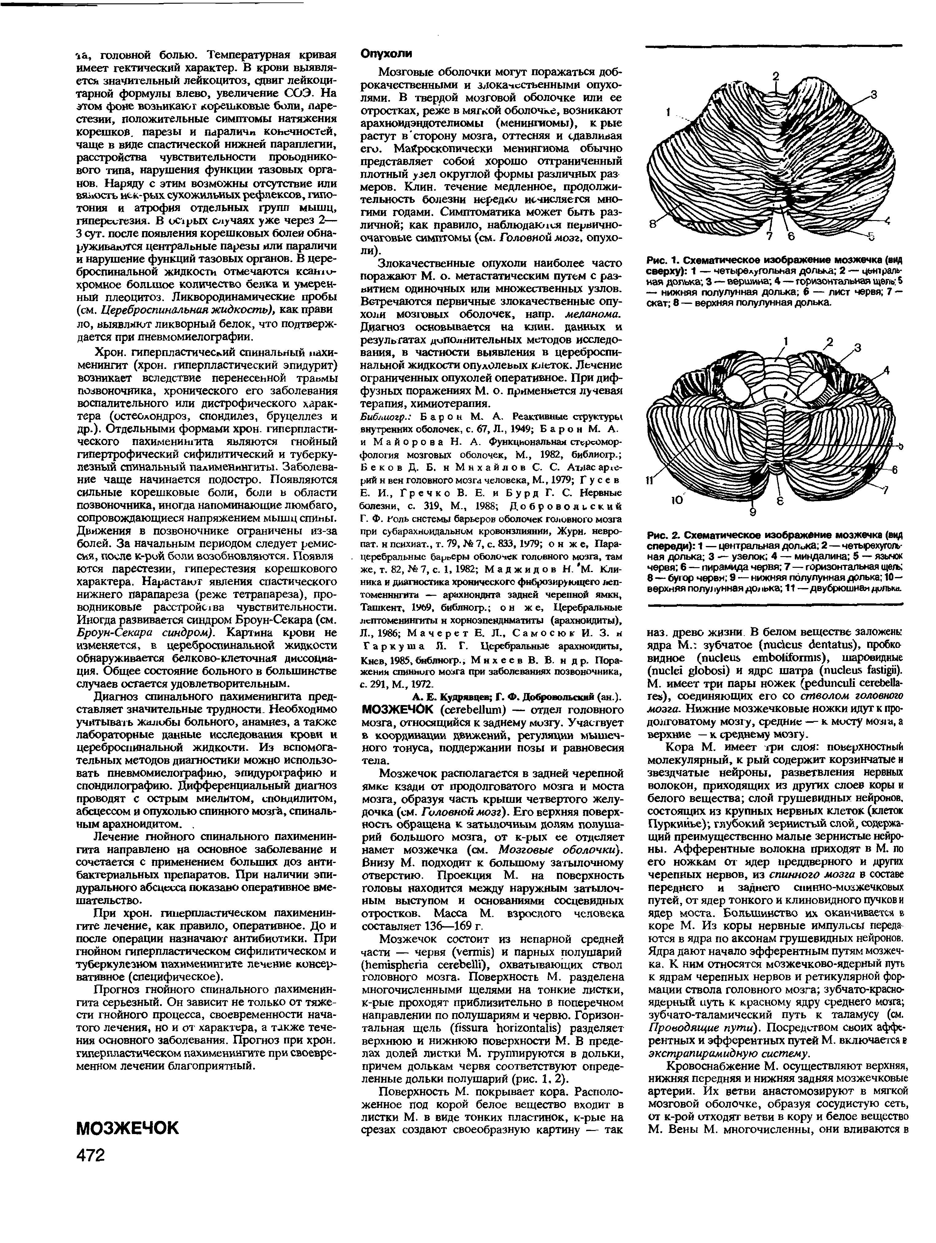 Рис. 1. Схематическое изображение мозжечка (вед сверху) 1 — четырвлугольная долька 2 — цьнтраль-мая долька 3 — вершина 4—горизонтальная щель — нижняя полулунная долька 6 — лист червя 7 — скат 8 — верхняя полулунная долька.