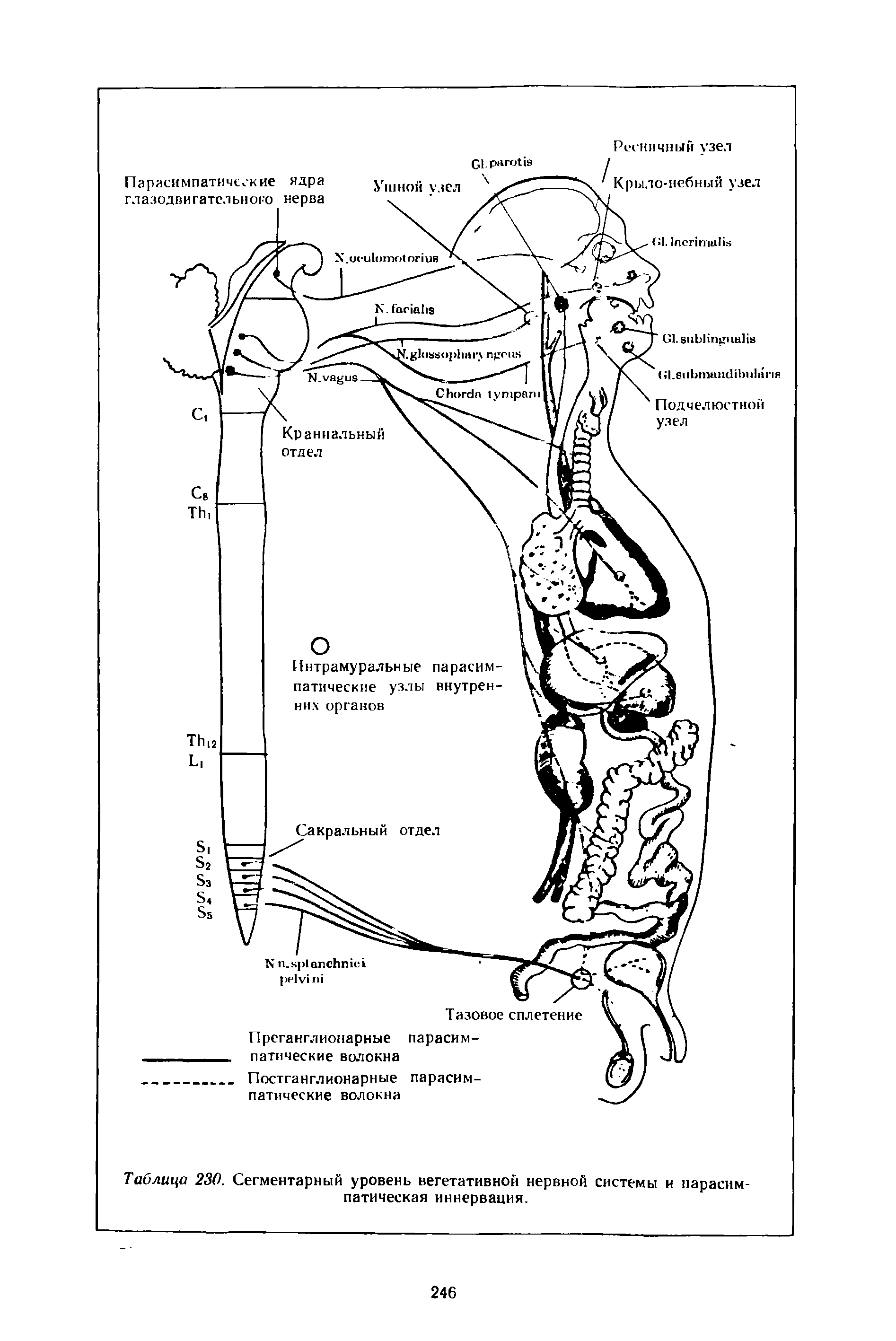 Таблица 230. Сегментарный уровень вегетативной нервной системы и парасимпатическая иннервация.