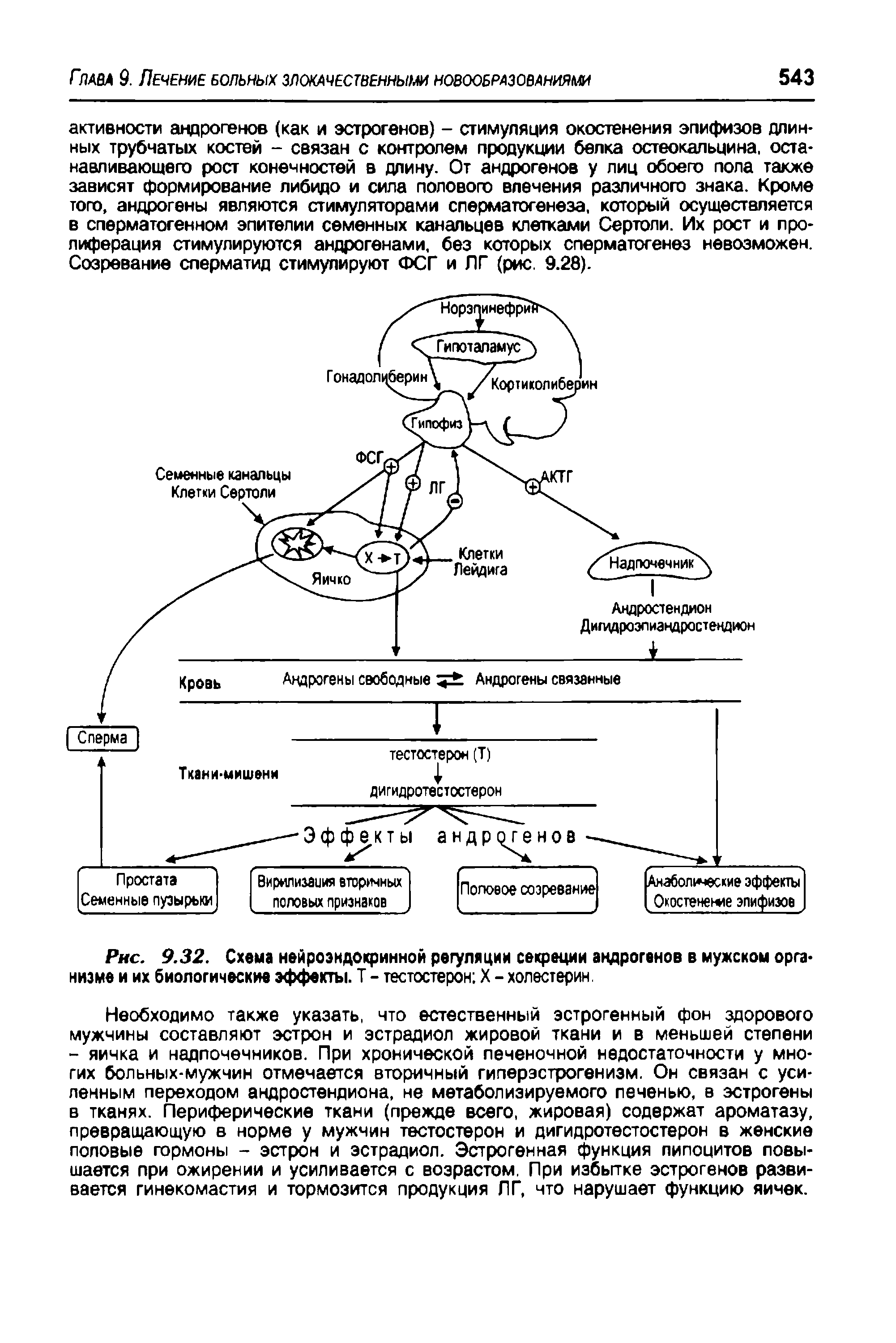 Рис. 9.32. Схема нейроэндокринной регуляции секреции андрогенов в мужском организме и их биологические эффекты. Т - тестостерон X - холестерин.
