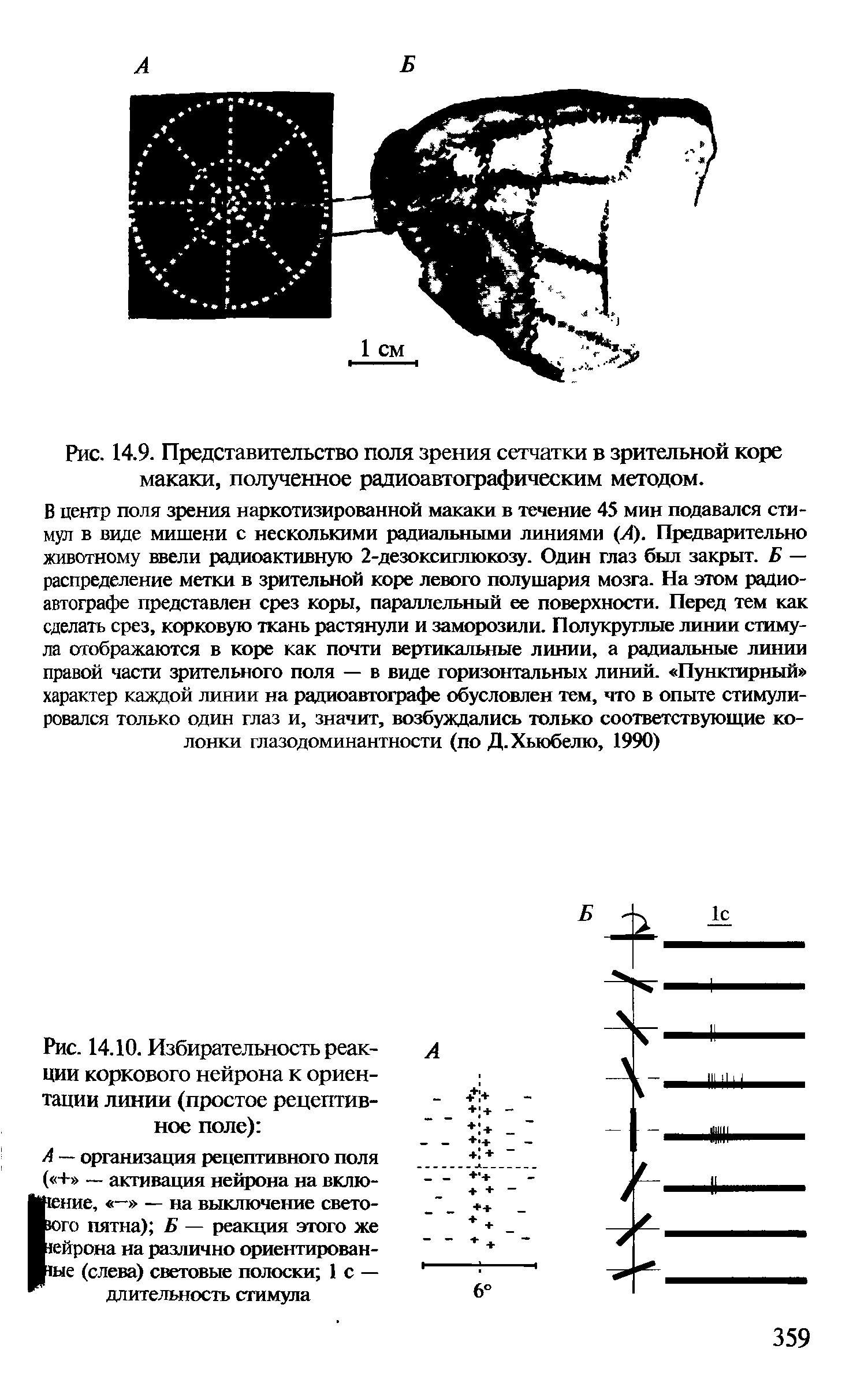 Рис. 14.9. Представительство поля зрения сетчатки в зрительной коре макаки, полученное радиоавтографическим методом.