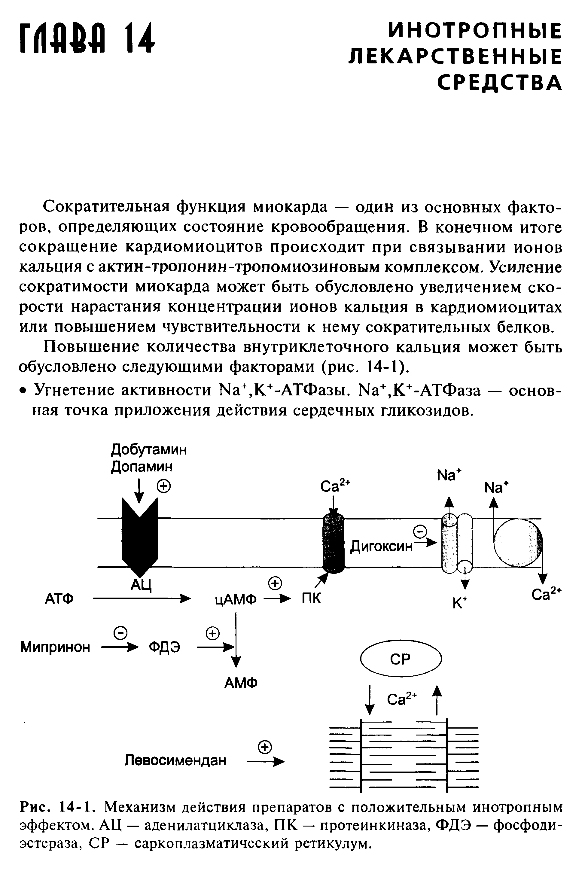 Рис. 14-1. Механизм действия препаратов с положительным инотропным эффектом. АЦ — аденилатциклаза, ПК — протеинкиназа, ФДЭ — фосфодиэстераза, СР — саркоплазматический ретикулум.