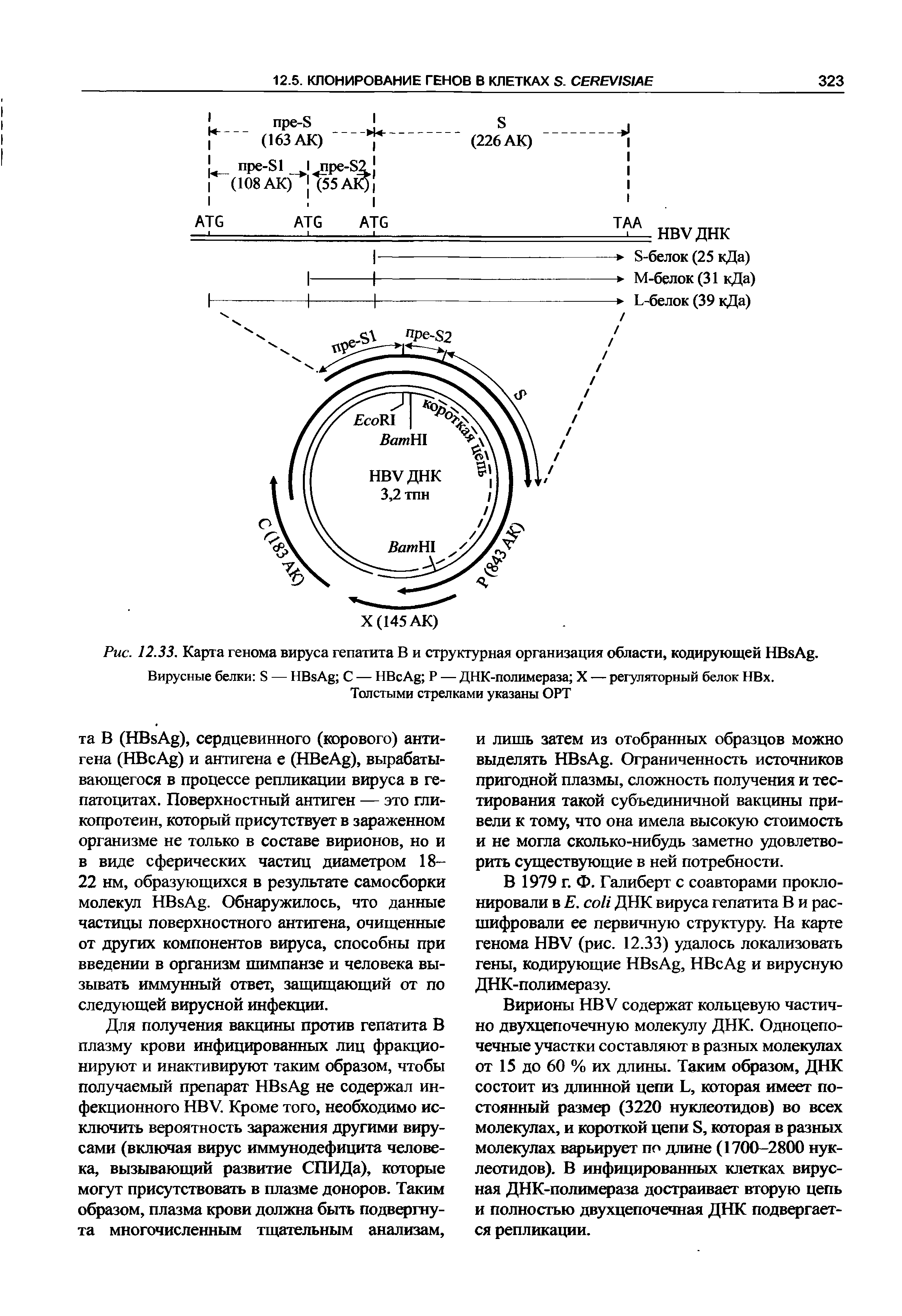 Рис. 12.33. Карта генома вируса гепатита В и структурная организация области, кодирующей HB A . Вирусные белки Б — HB A С — HB A Р — ДНК-полимераза X — регуляторный белок НВх. Толстыми стрелками указаны ОРТ...