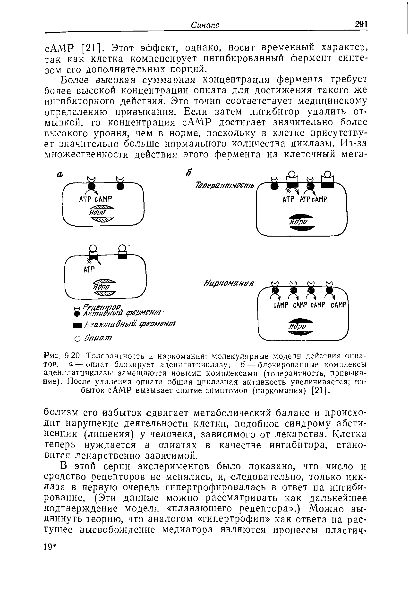 Рис. 9.20. Толерантность и наркомания молекулярные модели действия опиатов. а — опиат блокирует аденилатциклазу б — блокированные комплексы аденнлатциклазы замещаются новыми комплексами (толерантность, привыкание). После удаления опиата общая циклазная активность увеличивается избыток сАМР вызывает снятие симптомов (наркомания) [21].