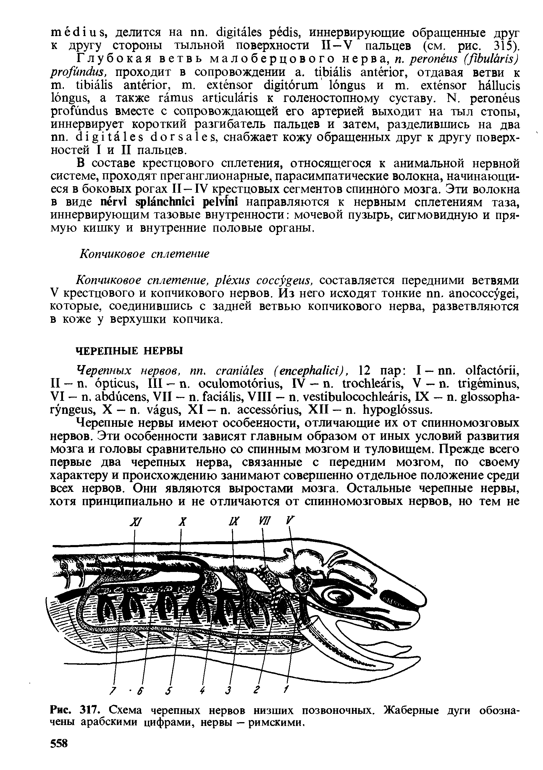 Рис. 317. Схема черепных нервов низших позвоночных. Жаберные дуги обозначены арабскими цифрами, нервы — римскими.