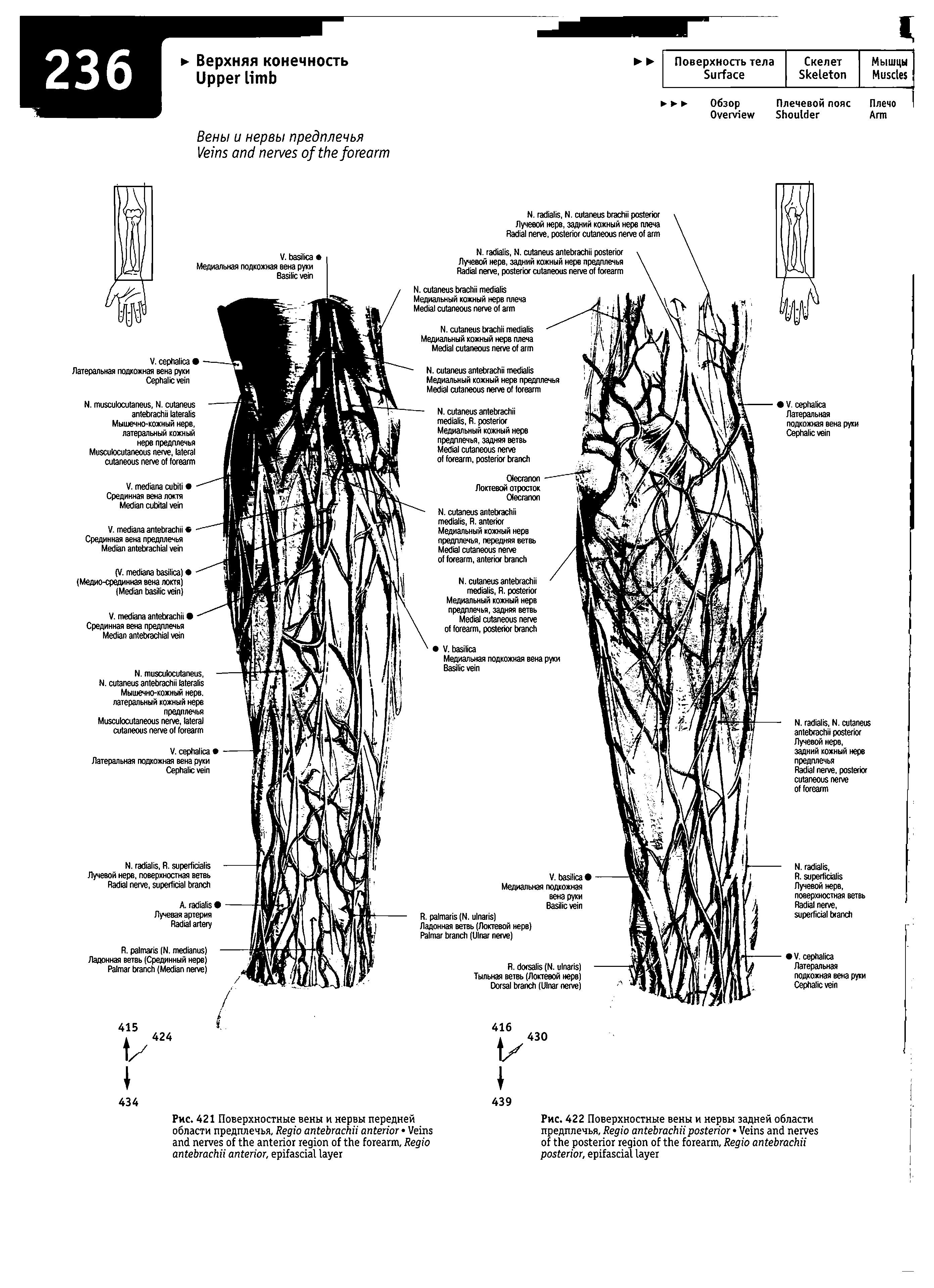 Рис. 421 Поверхностные вены и нервы передней области предплечья, R V . R , ...