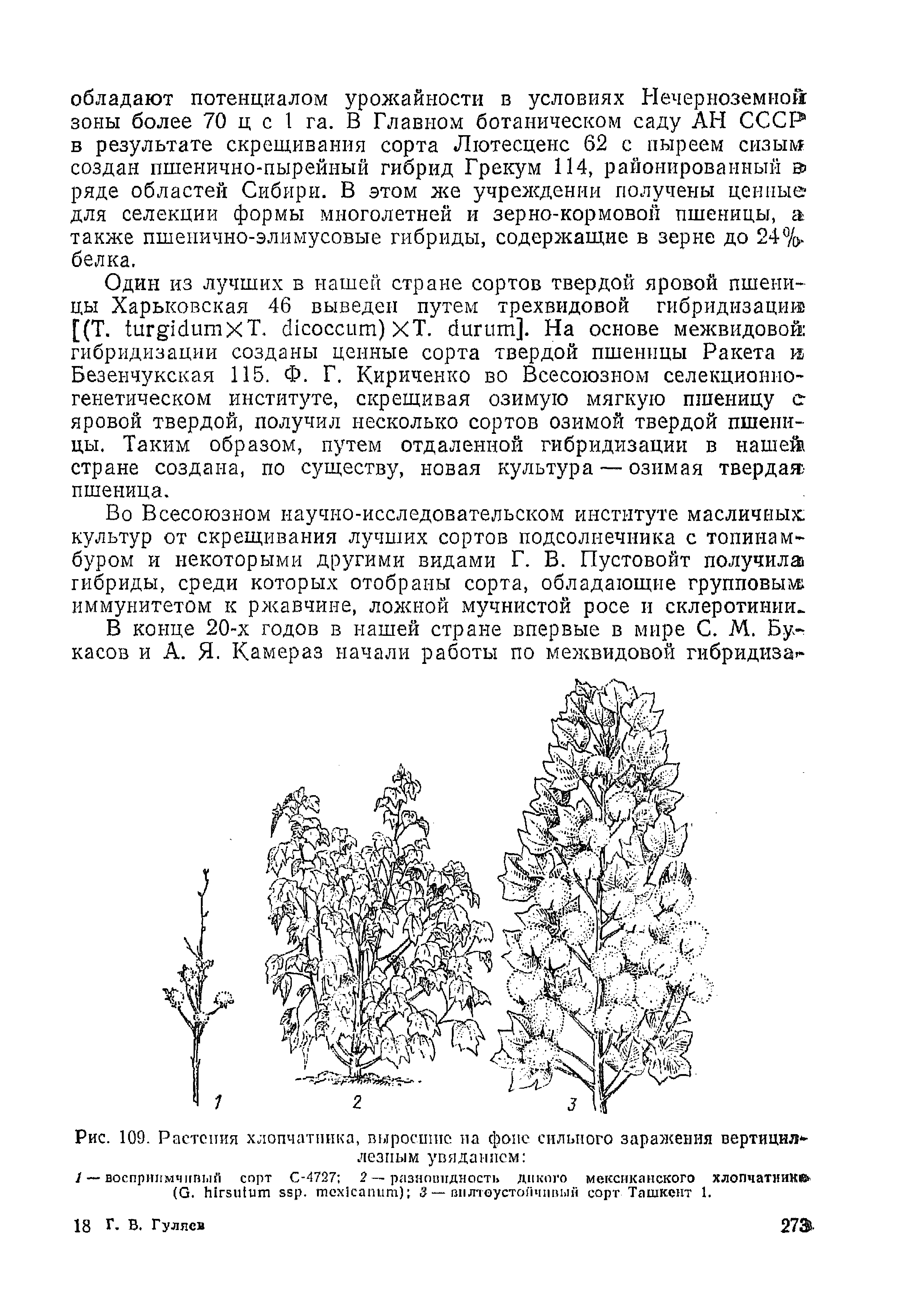 Рис. 109. Растения хлопчатника, выросшие па фоне сильного заражения вертицил-лезпым увяданием ...