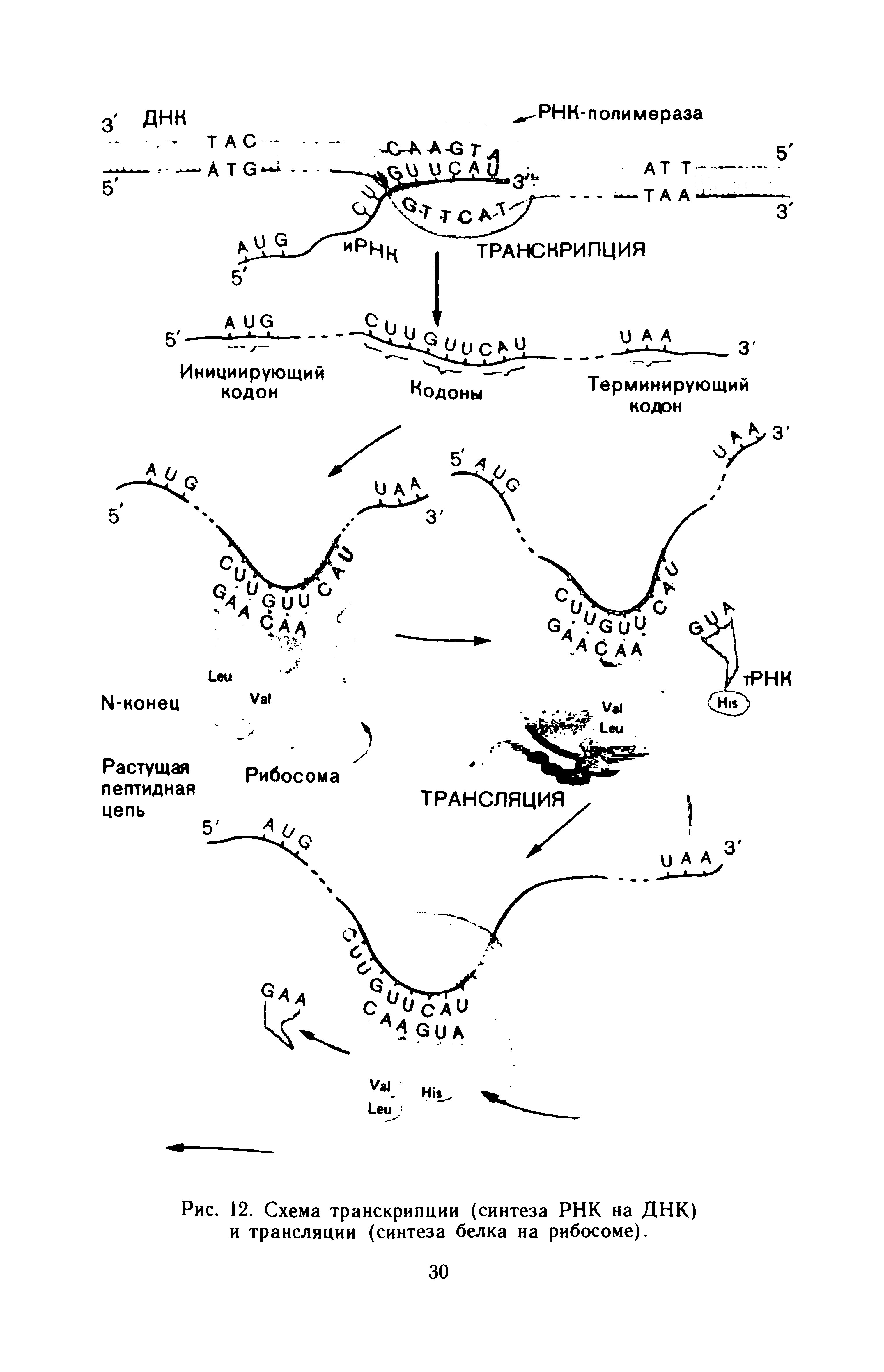 Рис. 12. Схема транскрипции (синтеза РНК на ДНК) и трансляции (синтеза белка на рибосоме).