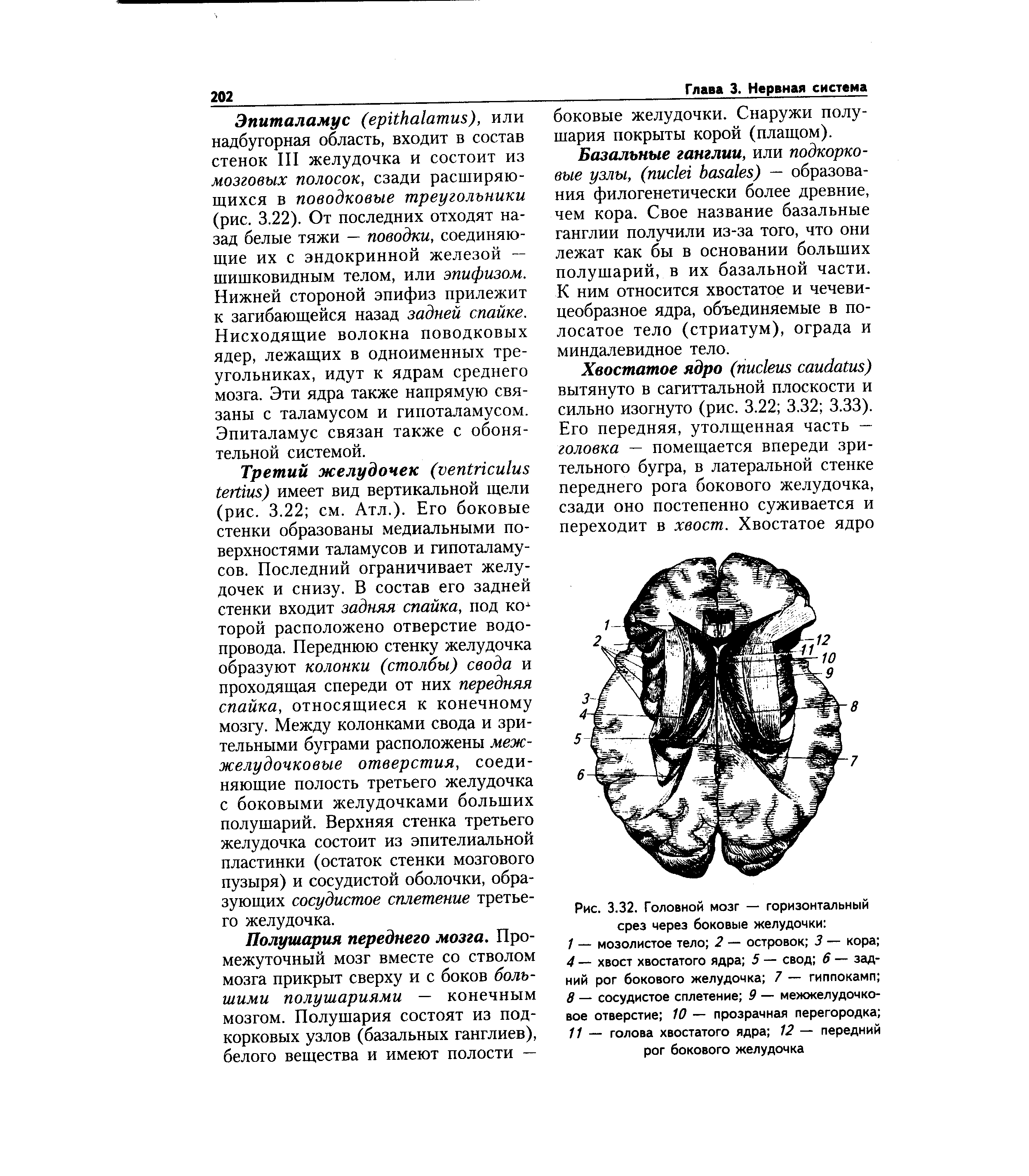 Рис. 3.32. Головной мозг — горизонтальный срез через боковые желудочки ...