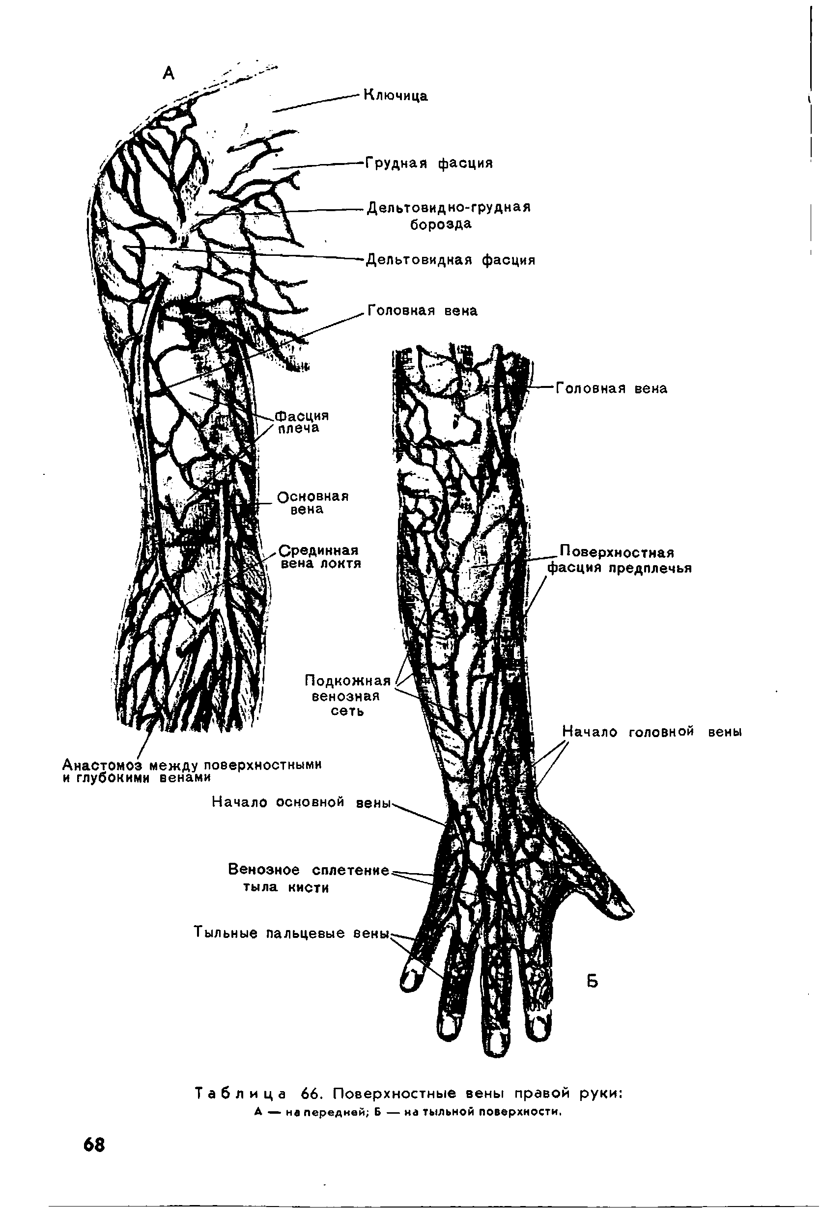 Таблица 66. Поверхностные вены правой руки А — на передней Б — на тыльной поверхности,...