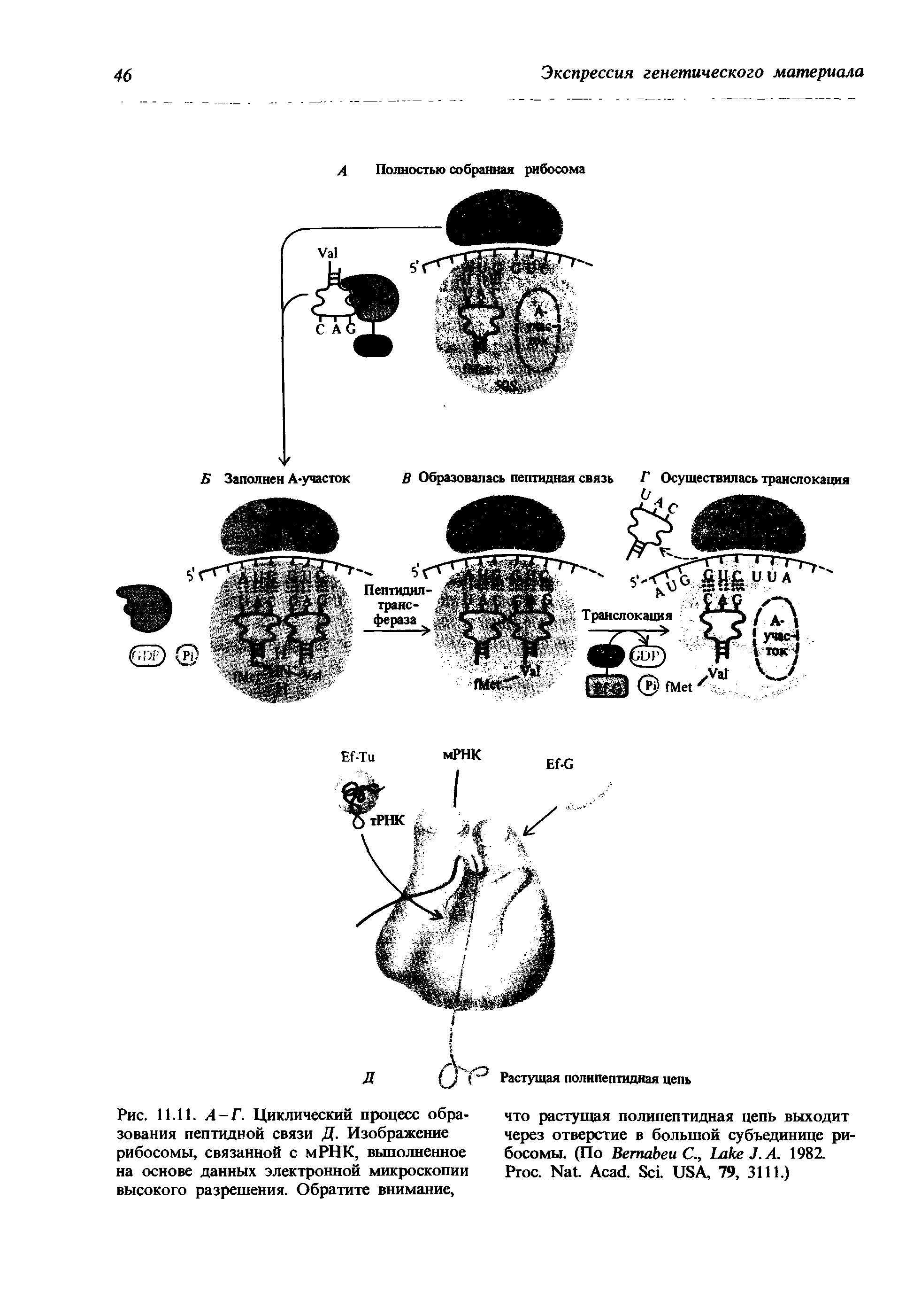 Рис. 11.11. А-Г. Циклический процесс образования пептидной связи Д. Изображение рибосомы, связанной с мРНК, выполненное на основе данных электронной микроскопии высокого разрешения. Обратите внимание,...