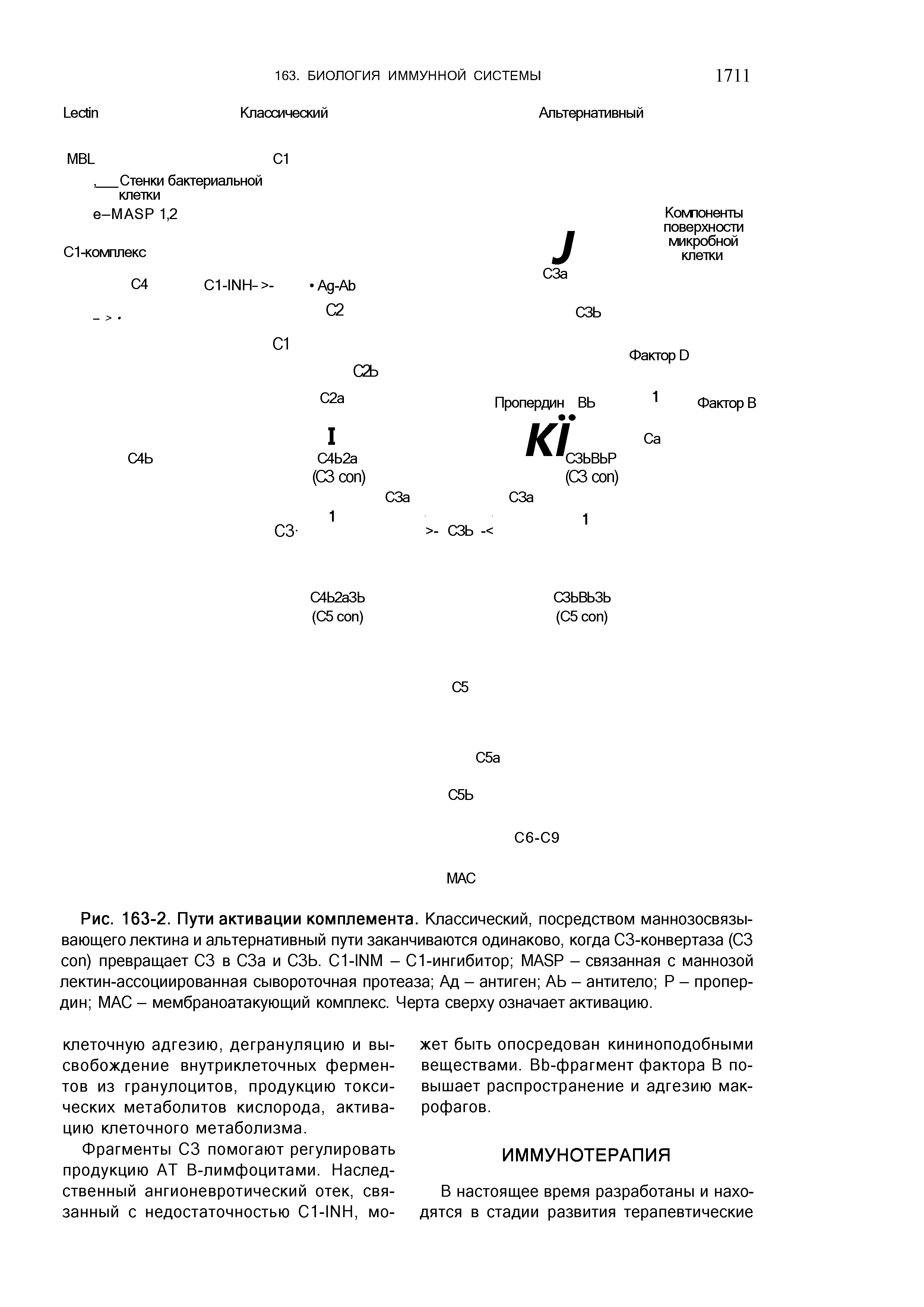 Рис. 163-2. Пути активации комплемента. Классический, посредством маннозосвязывающего лектина и альтернативный пути заканчиваются одинаково, когда СЗ-конвертаза (СЗ ) превращает СЗ в СЗа и СЗЬ. C1-INM - С1-ингибитор MASP - связанная с маннозой лектин-ассоциированная сывороточная протеаза Ад - антиген АЬ - антитело Р - пропердин МАС - мембраноатакующий комплекс. Черта сверху означает активацию.