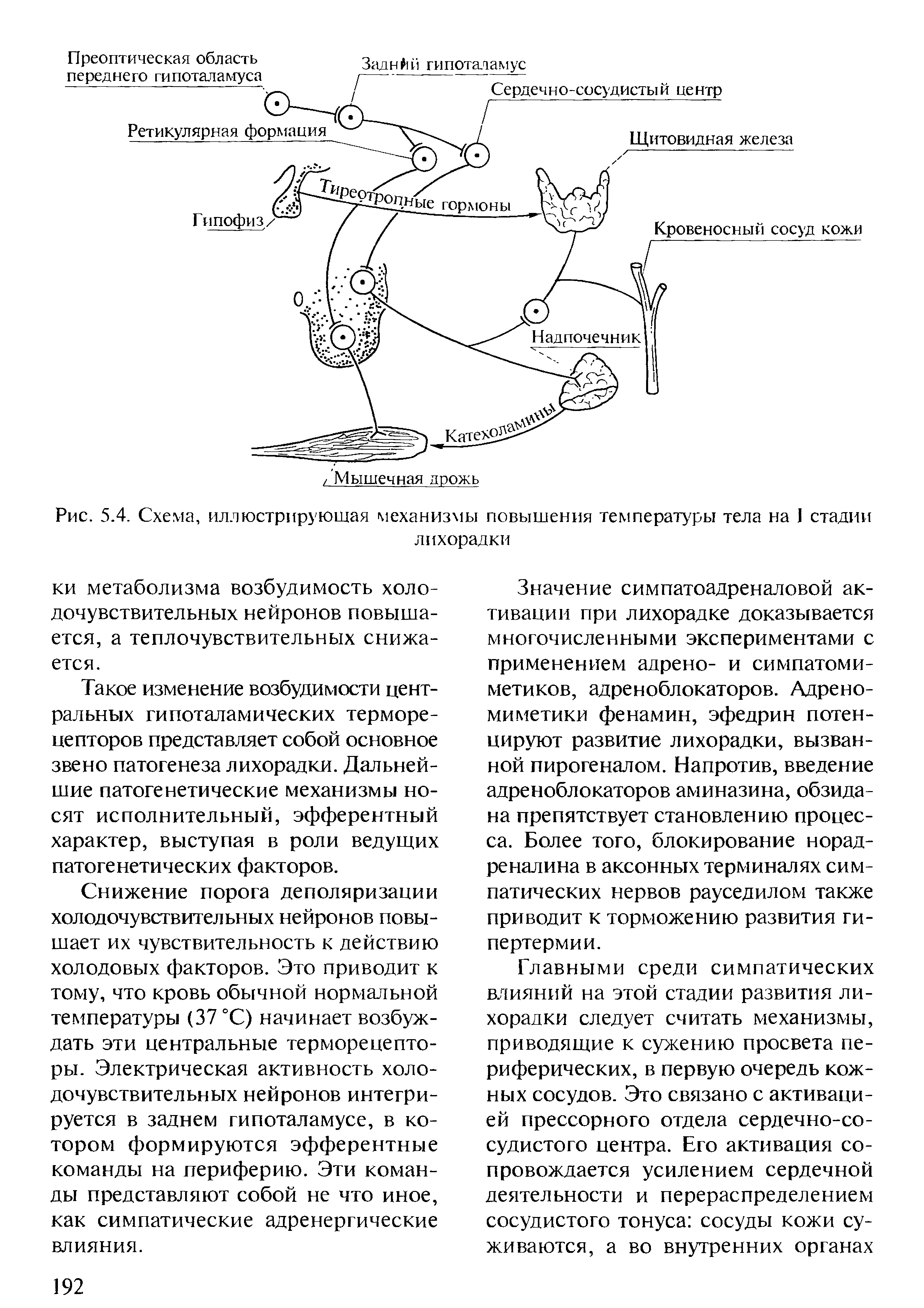 Рис. 5.4. Схема, иллюстрирующая механизмы повышения температуры тела на I стадии лихорадки...