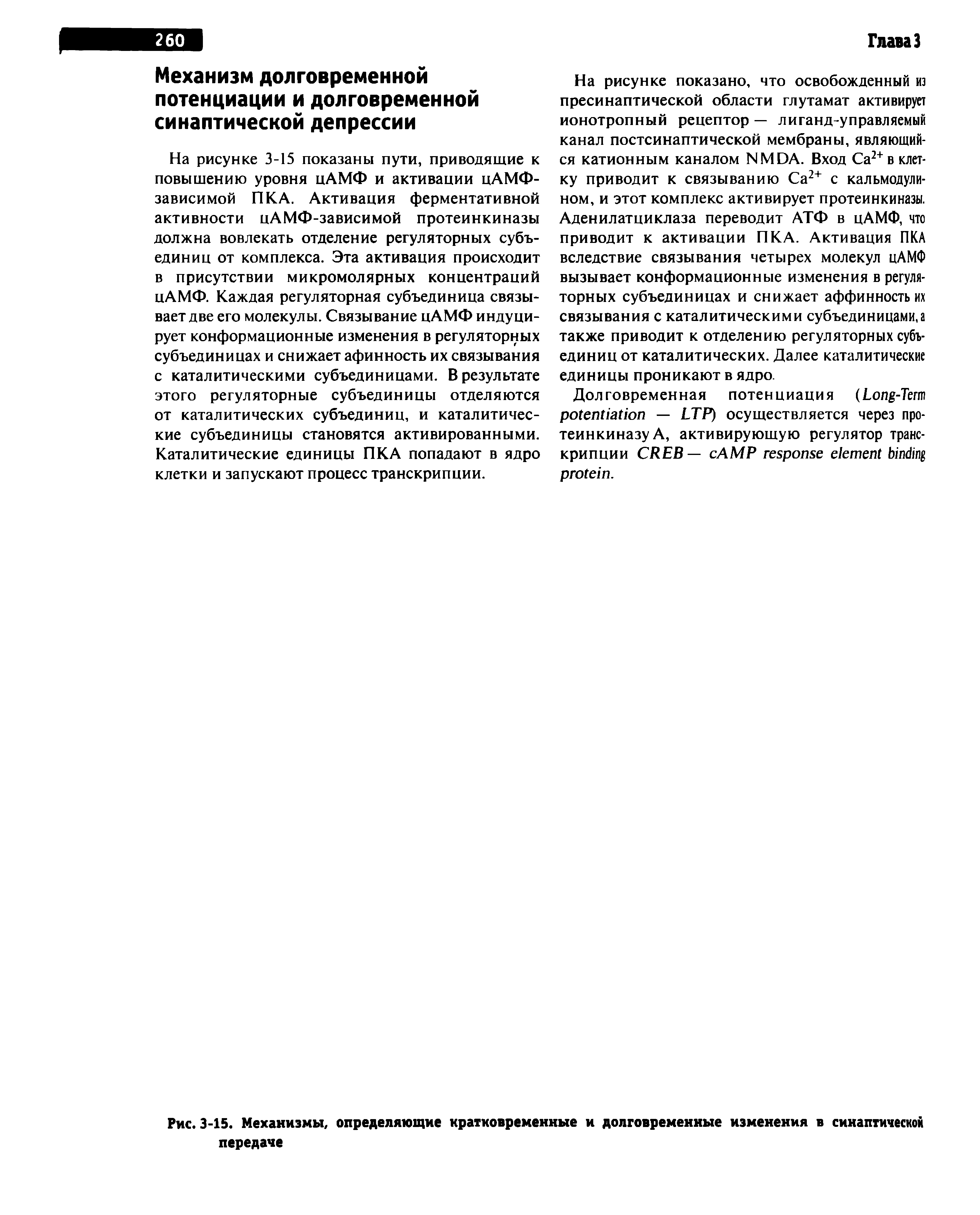 Рис. 3-15. Механизмы, определяющие кратковременные и долговременные изменения в синаптической передаче...