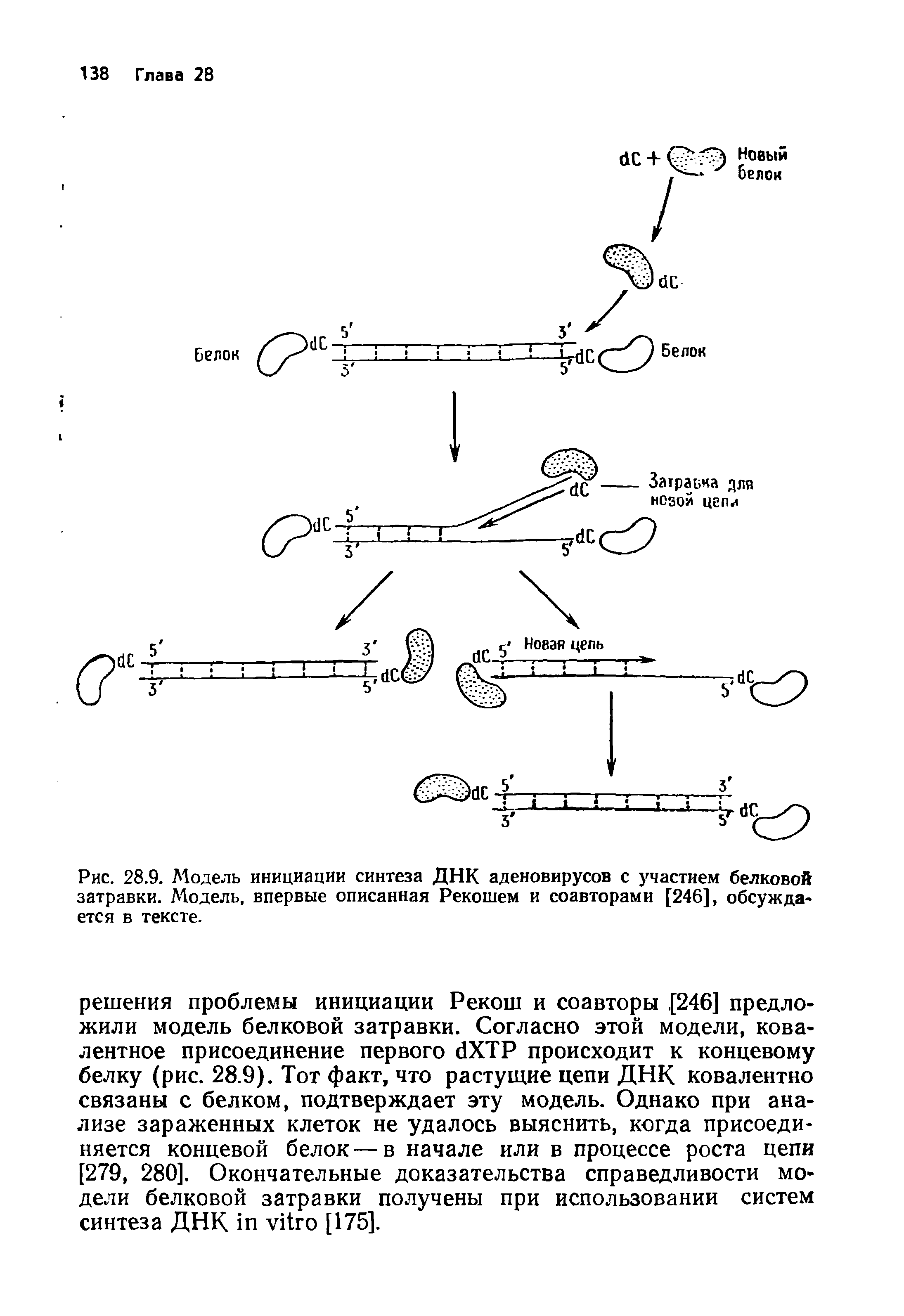 Рис. 28.9. Модель инициации синтеза ДНК аденовирусов с участием белковой затравки. Модель, впервые описанная Рекошем и соавторами [246], обсуждается в тексте.