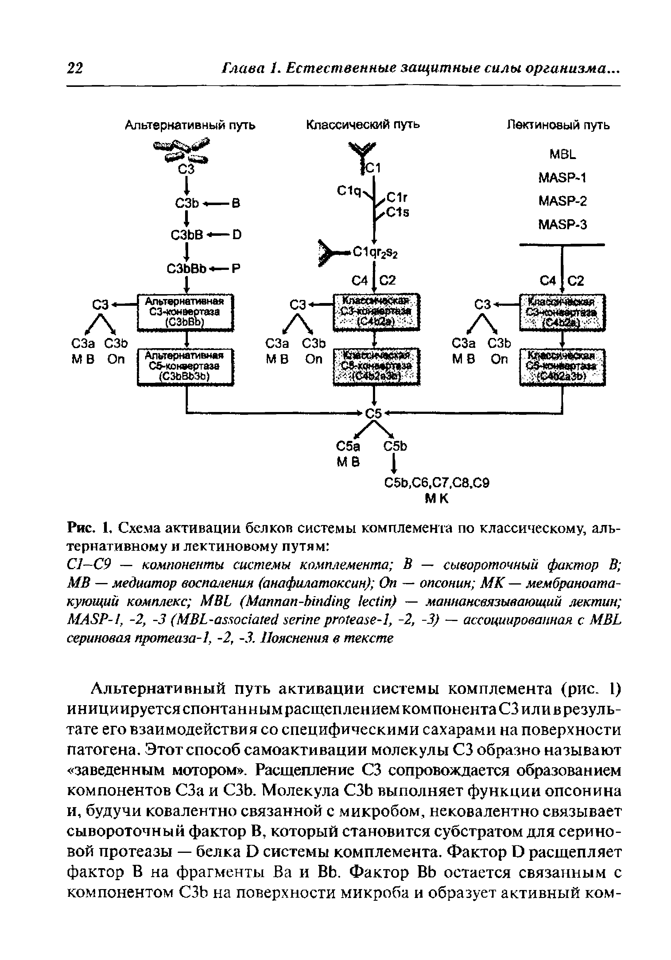 Рис. 1, Схема активации белков системы комплемента по классическому, альтернативному и лектиновому путям ...