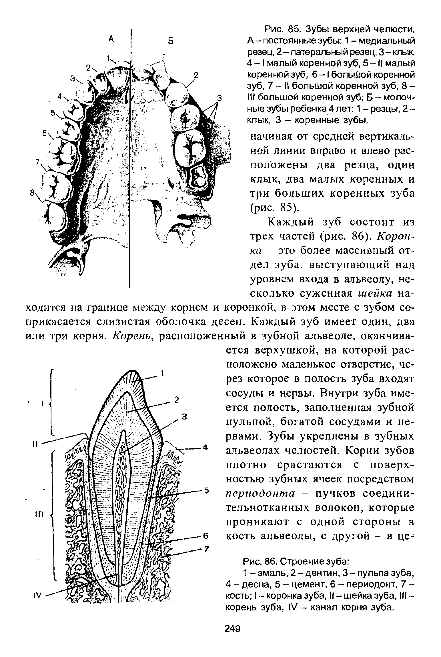 Рис. 85. Зубы верхней челюсти. А - постоянные зубы 1 - медиальный резец, 2 - латеральный резец, 3 - клык, 4 -1 малый коренной зуб, 5 - II малый коренной зуб, 6-1 большой коренной зуб, 7 - II большой коренной зуб, 8 -III большой коренной зуб Б - молочные зубы ребенка 4 лет 1 - резцы, 2 -клык, 3 - коренные зубы.