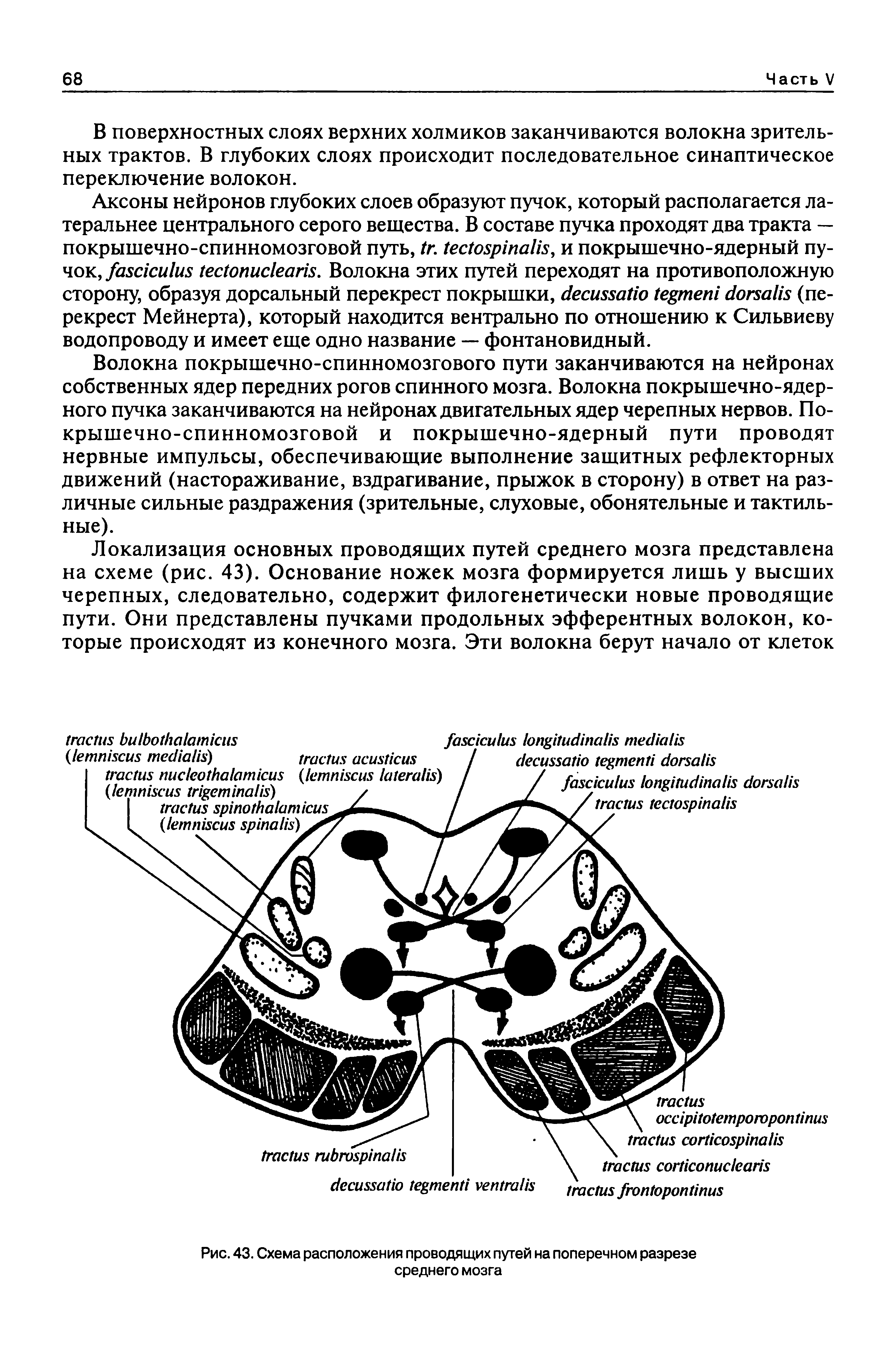 Рис. 43. Схема расположения проводящих путей на поперечном разрезе среднего мозга...