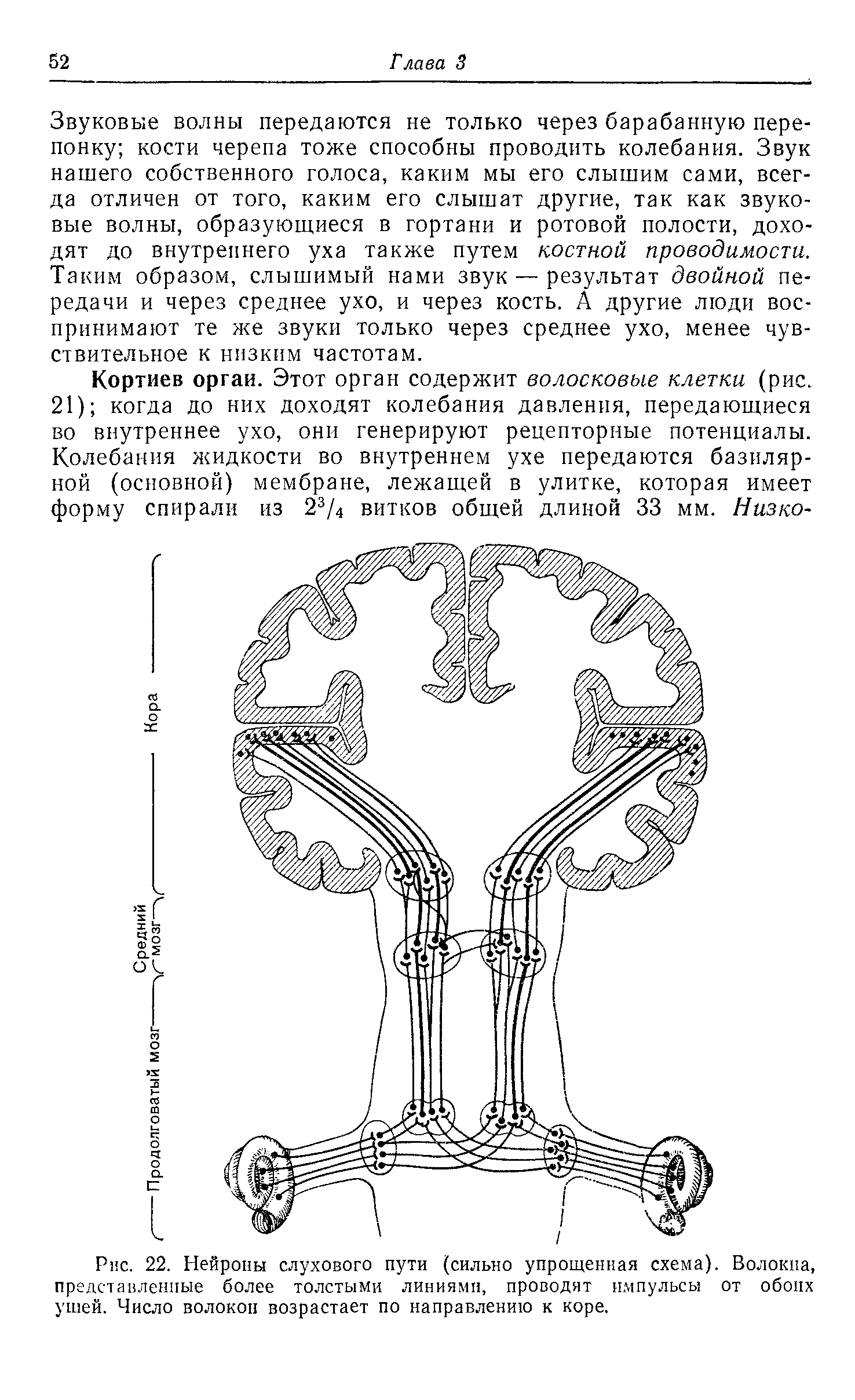 Рис. 22. Нейроны слухового пути (сильно упрощенная схема). Волокна, представленные более толстыми линиями, проводят импульсы от обоих ушей. Число волокон возрастает по направлению к коре.