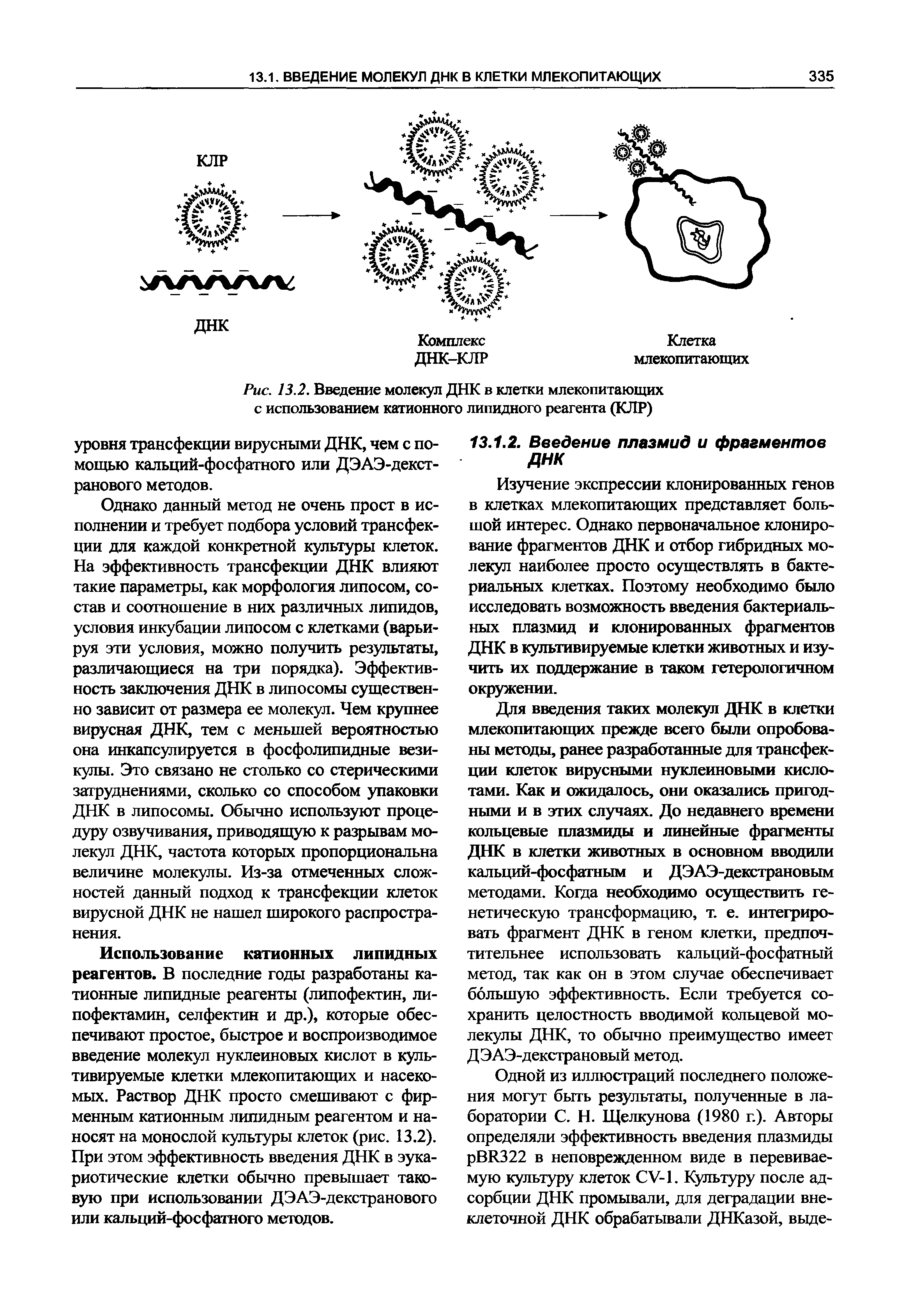 Рис. 13.2. Введение молекул ДНК в клетки млекопитающих с использованием катионного липидного реагента (КЛР)...