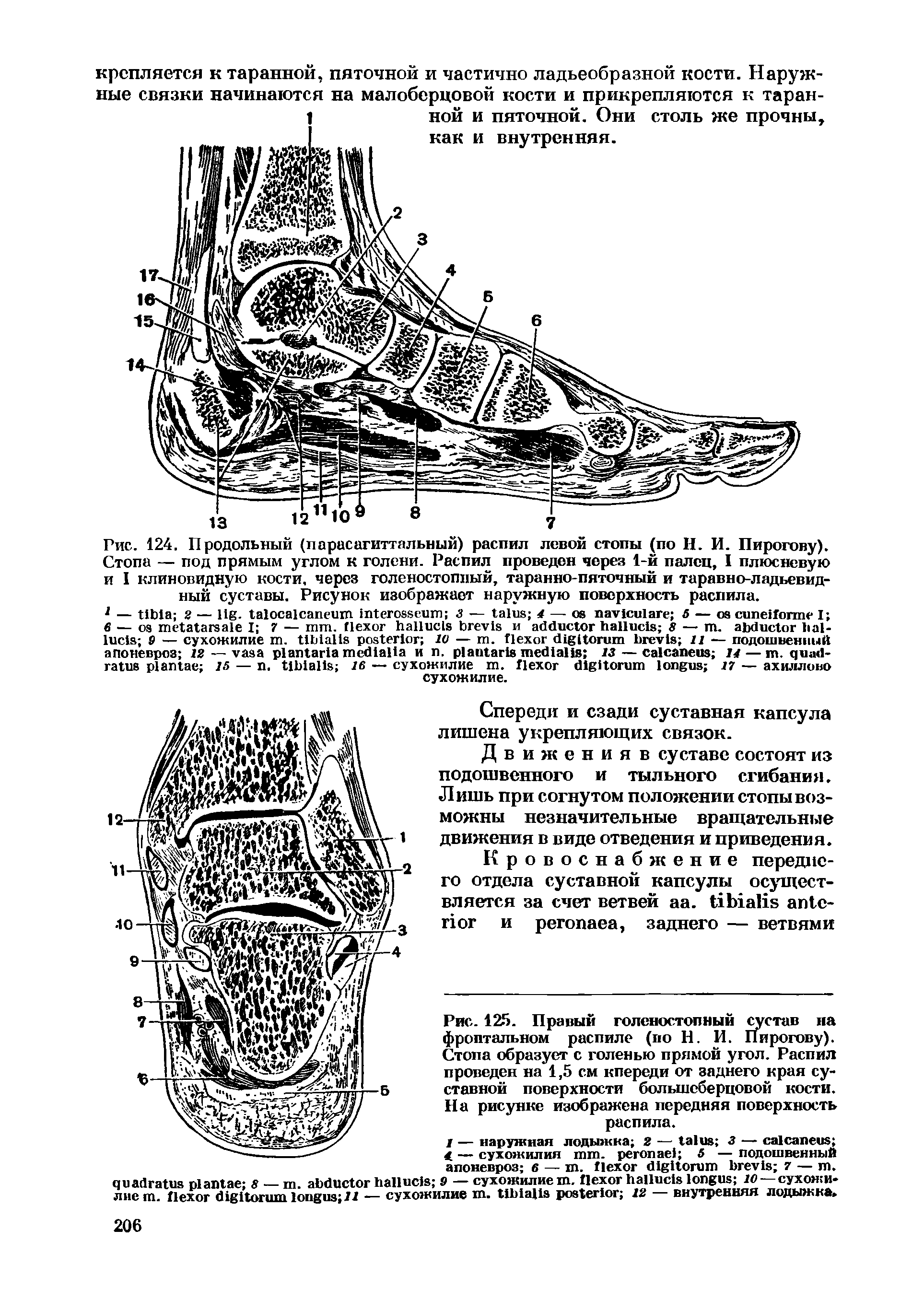 Рис. 125. Правым голеностопный сустав на фроптальном распиле (по Н. И. Пирогову). Стопа образует с голенью прямой угол. Распил проведен на 1,5 см кпереди от заднего края суставной поверхности большеберцовой кости. На рисунке изображена передняя поверхность распила.