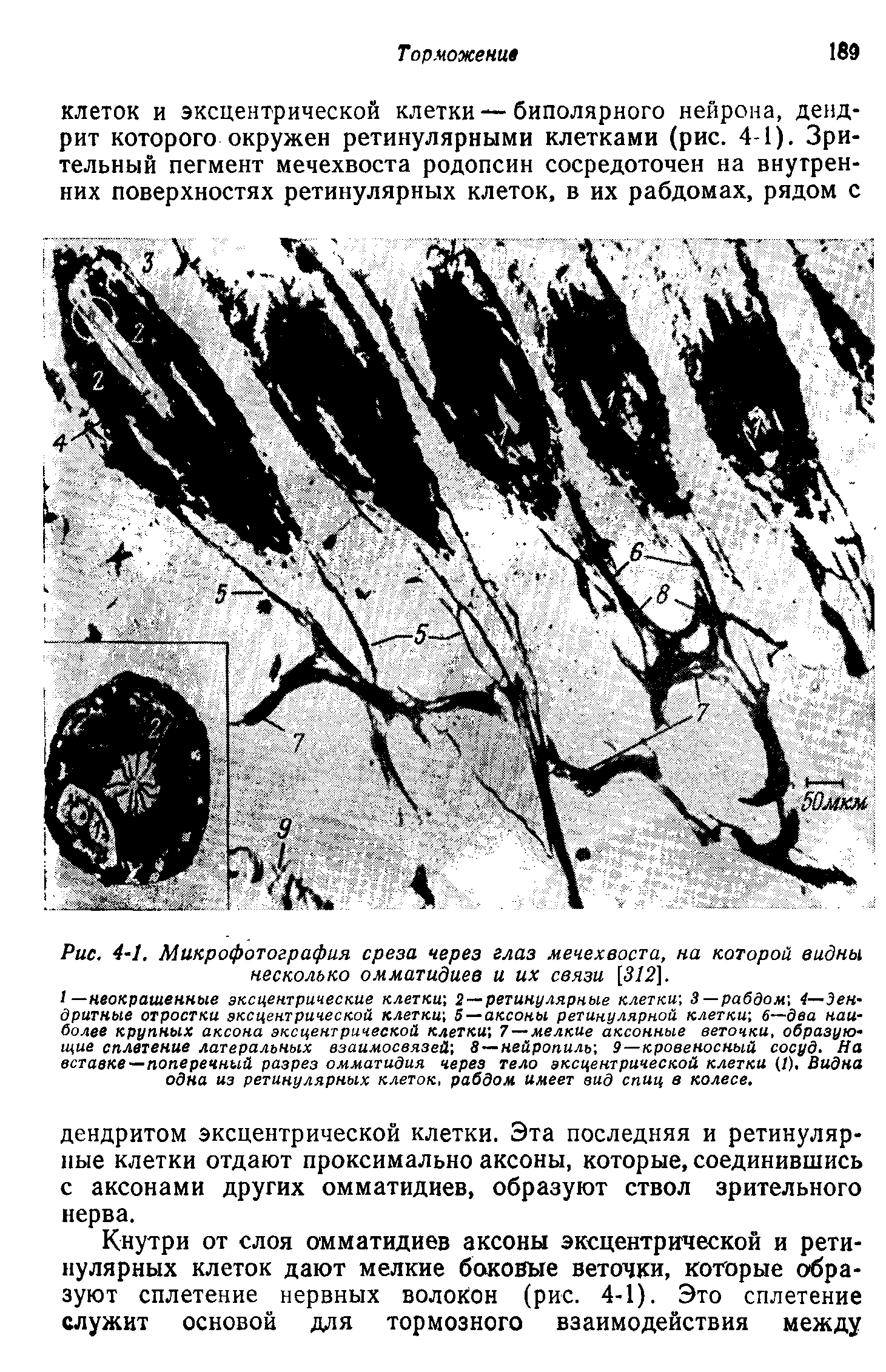 Рис. 4-1. Микрофотография среза через глаз мечехвоста, на которой видны несколько омматидиев и их связи [3/2].