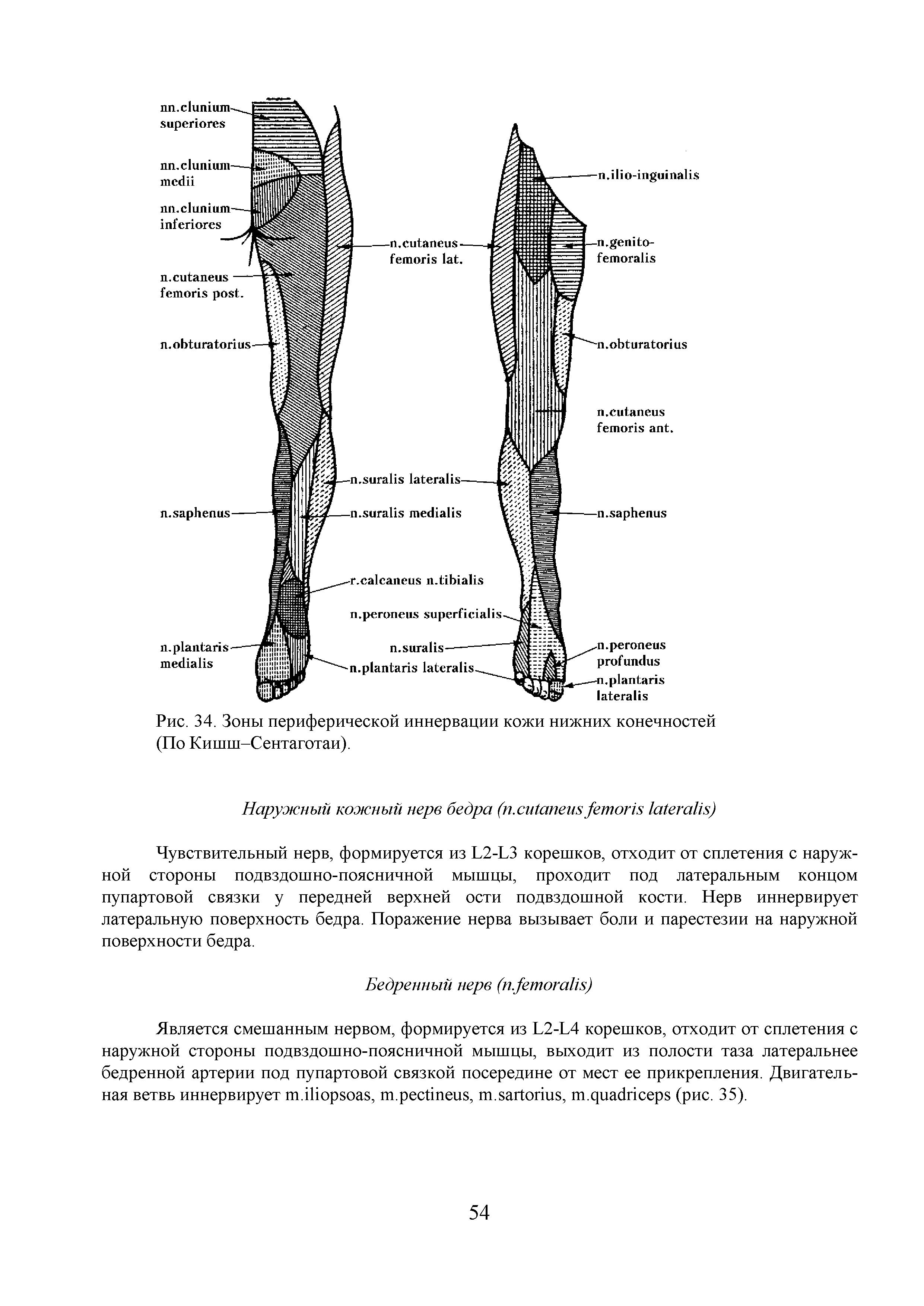 Рис. 34. Зоны периферической иннервации кожи нижних конечностей (По Кишш-Сентаготаи).