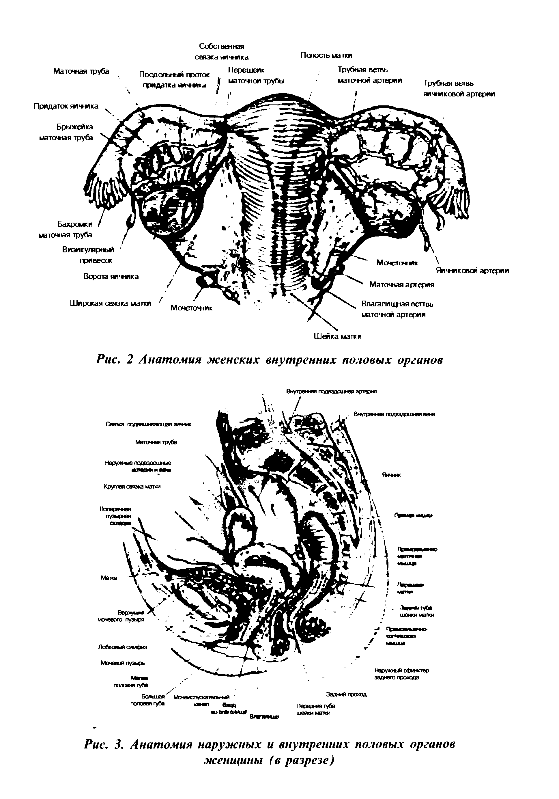 Рис. 3. Анатомия наружных и внутренних половых органов женщины (в разрезе)...