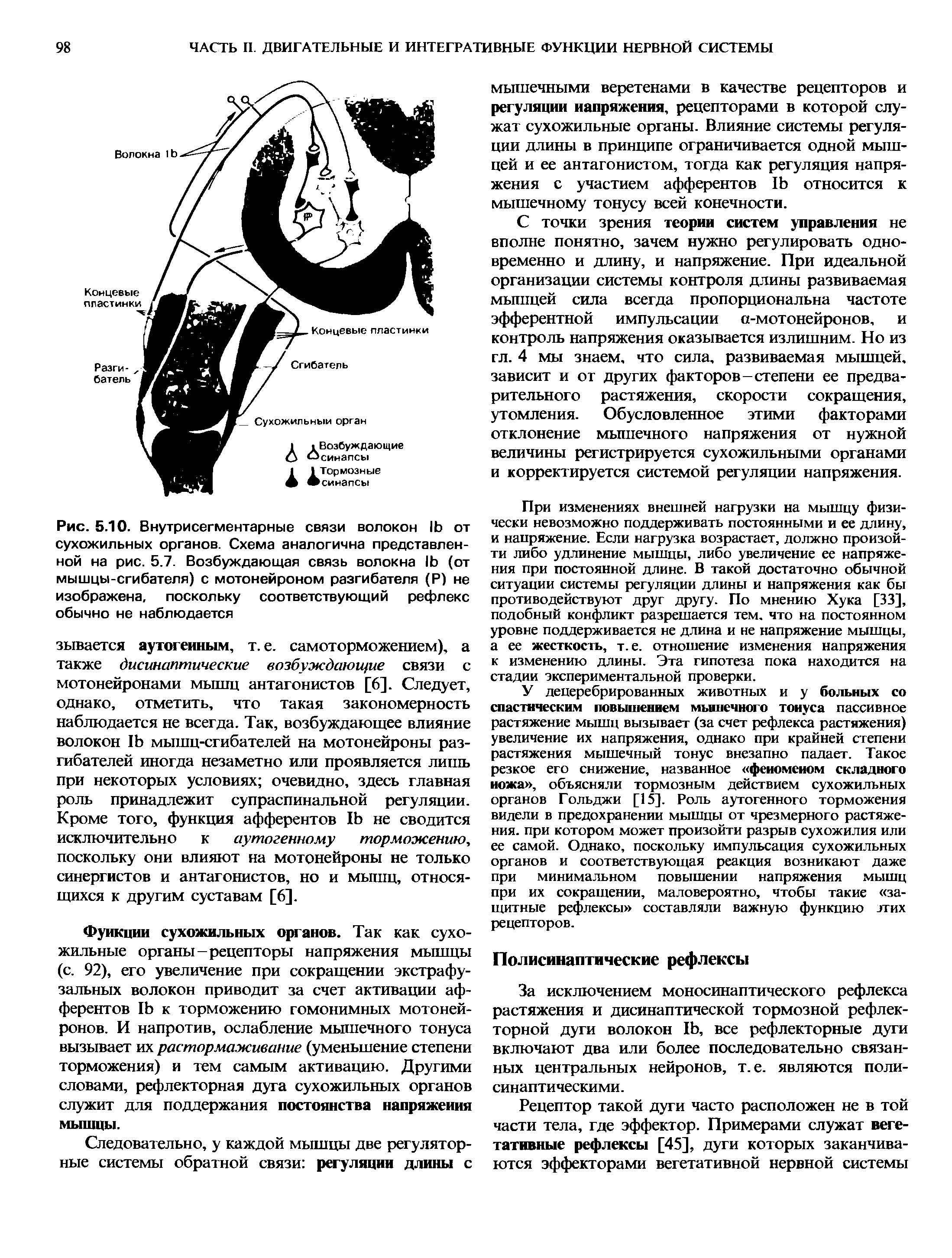 Рис. 5.10. Внутрисегментарные связи волокон 1Ь от сухожильных органов. Схема аналогична представленной на рис. 5.7. Возбуждающая связь волокна 1Ь (от мышцы-сгибателя) с мотонейроном разгибателя (Р) не изображена, поскольку соответствующий рефлекс обычно не наблюдается...