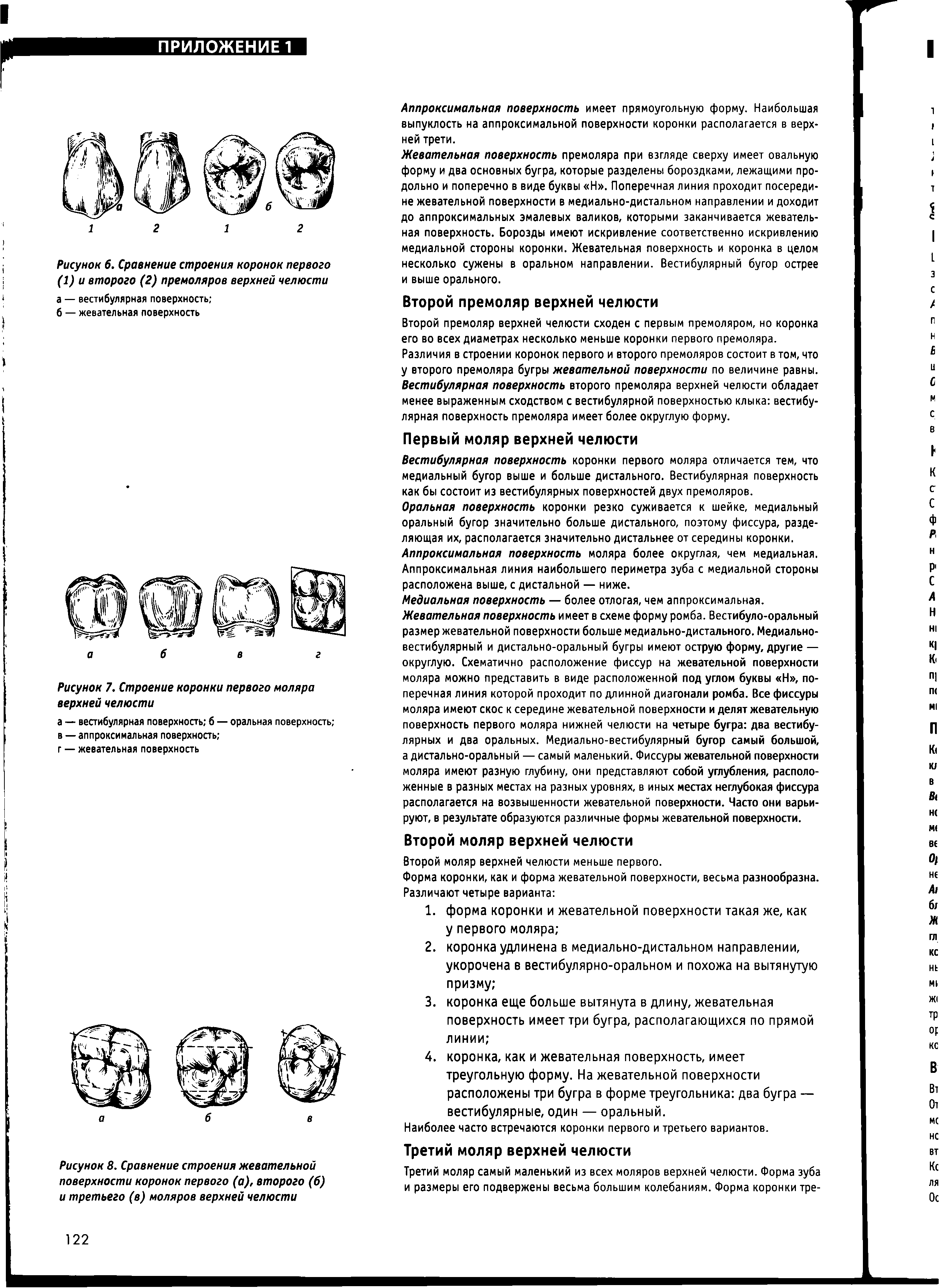 Рисунок 8. Сравнение строения жевательной поверхности коронок первого (а), второго (6) и третьего (в) моляров верхней челюсти...