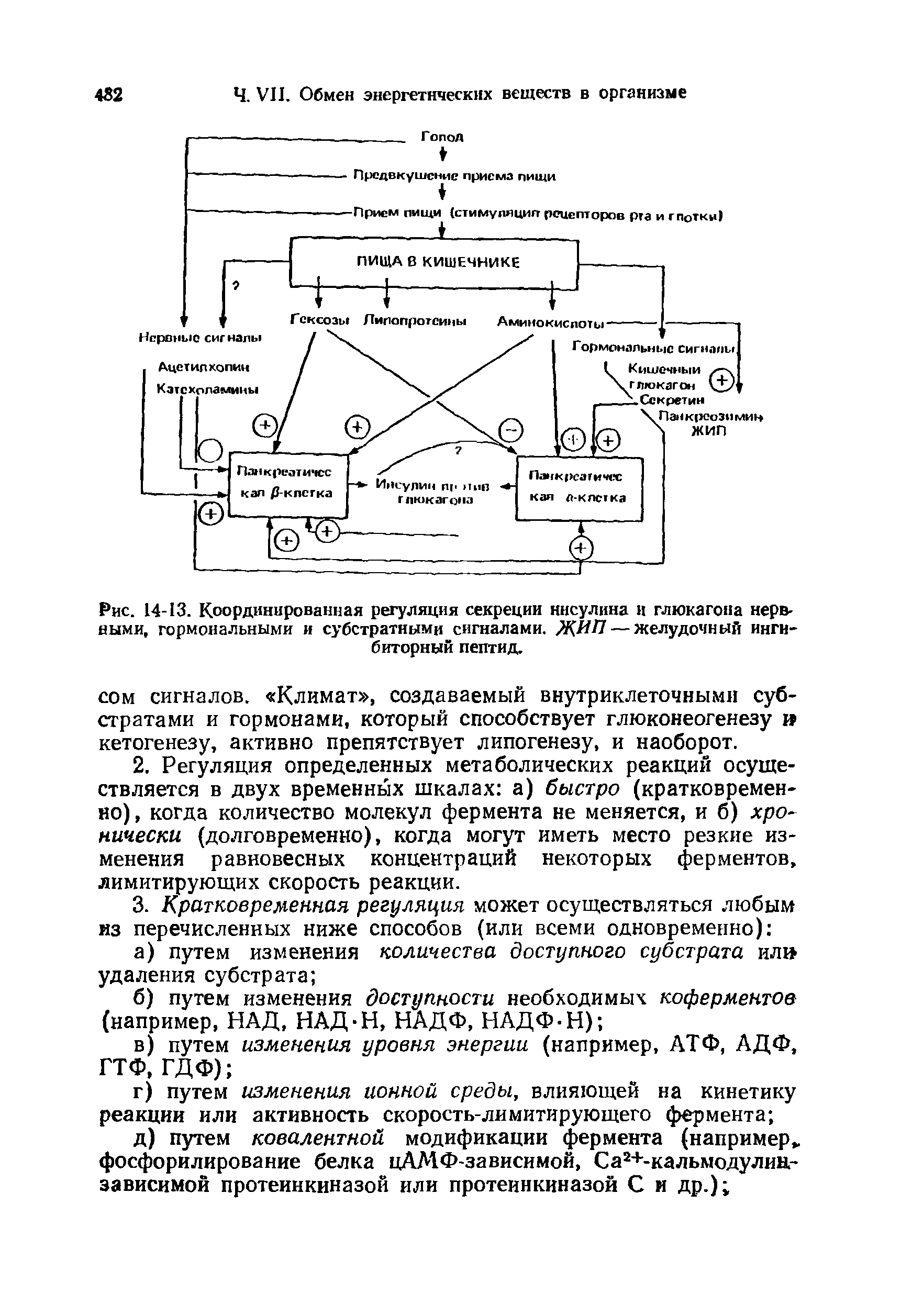 Рис. 14-13. Координированная регуляция секреции инсулина и глюкагона нервными, гормональными и субстратными сигналами. ЖИП— желудочный ингибиторный пептид.