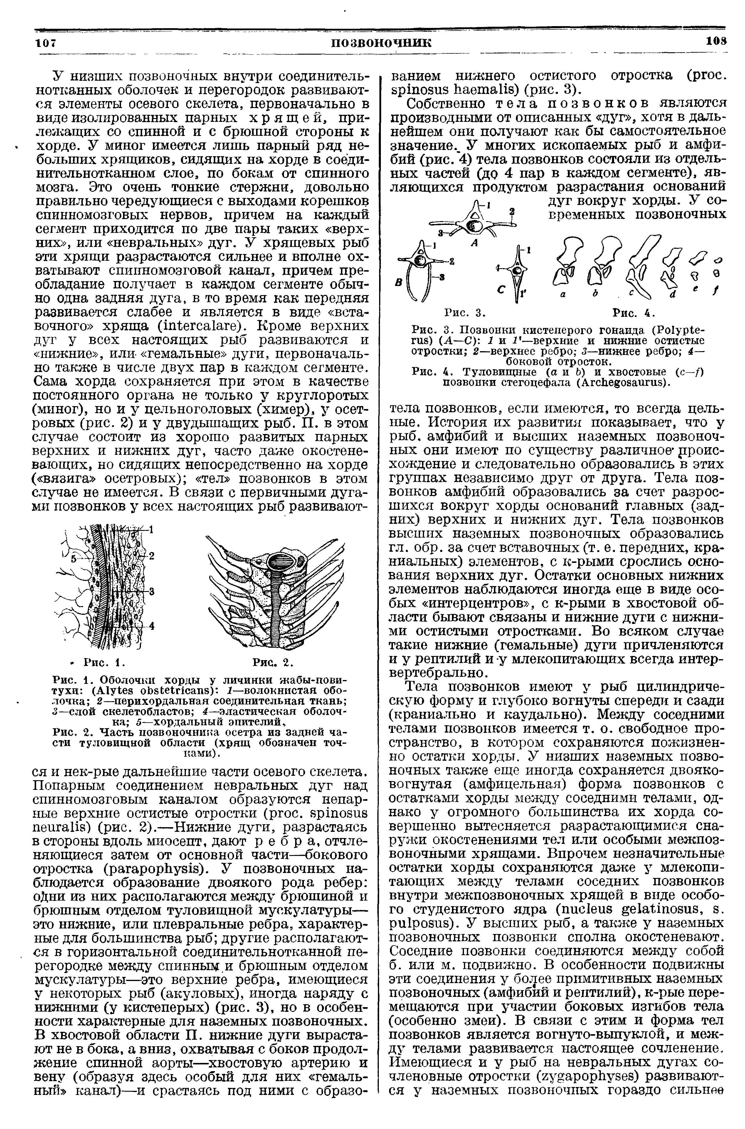 Рис. 1. Оболочки хорды у личинки жабы-повитухи (A ) 1—волокнистая оболочка 2—перихордальная соединительная ткань 3— слой скелетобластов 4—эластическая оболочка 5—хордальный эпителий,...