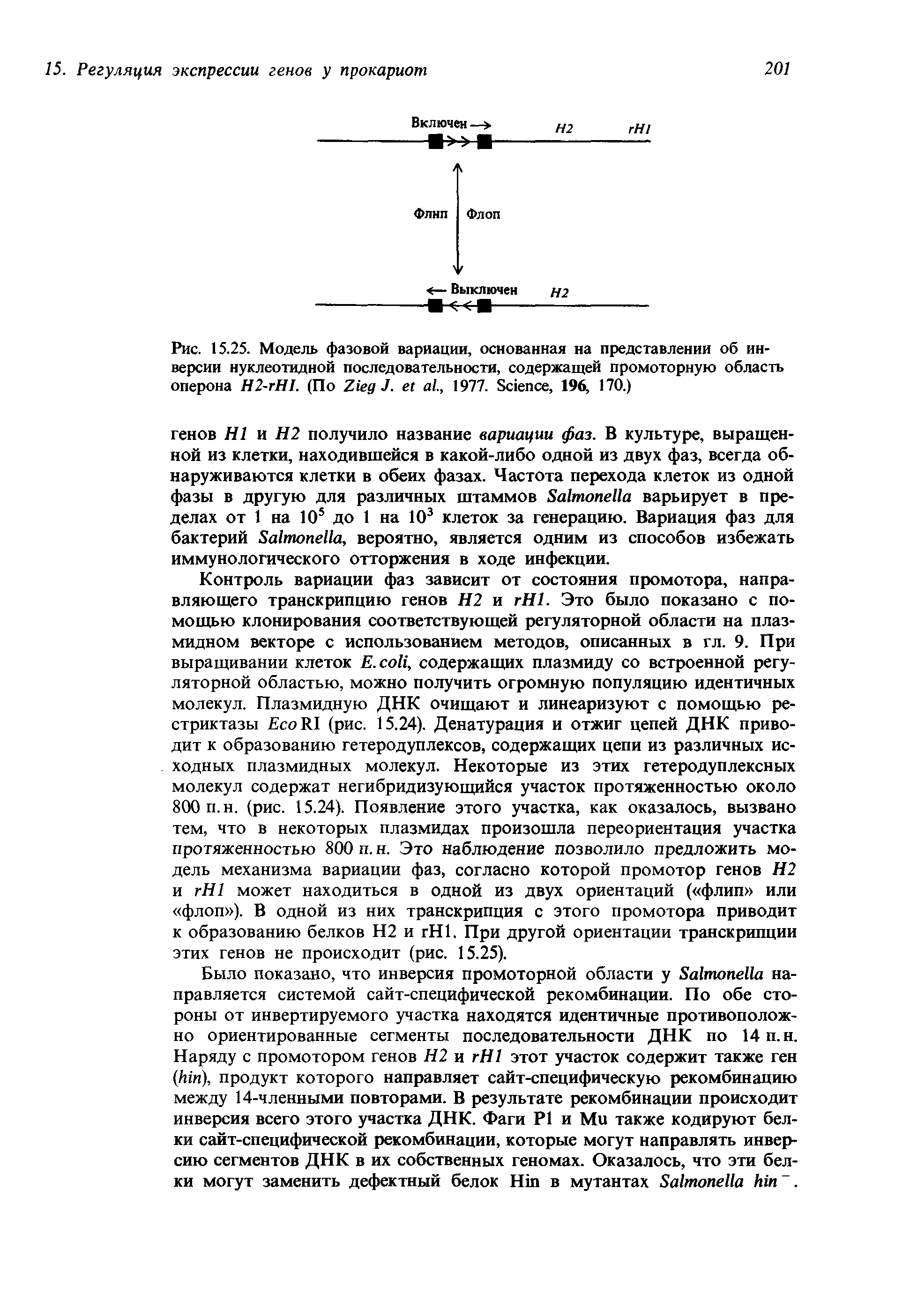 Рис. 15.25. Модель фазовой вариации, основанная на представлении об инверсии нуклеотидной последовательности, содержащей промоторную область оперона Н2-гН1. (По Z J. ., 1977. S , 196, 170.)...