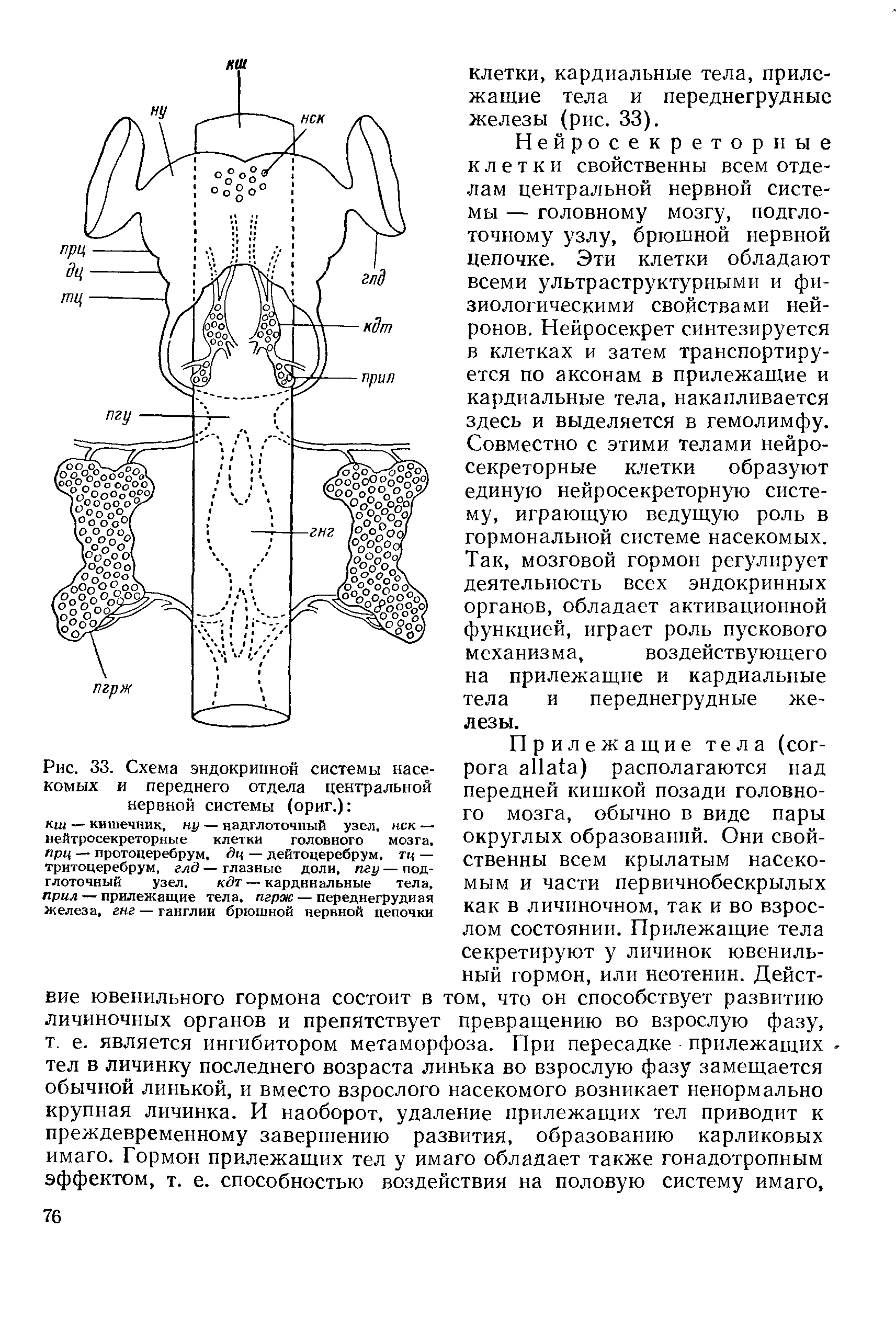 Рис. 33. Схема эндокринной системы насекомых и переднего отдела центральной нервной системы (ориг.) ...