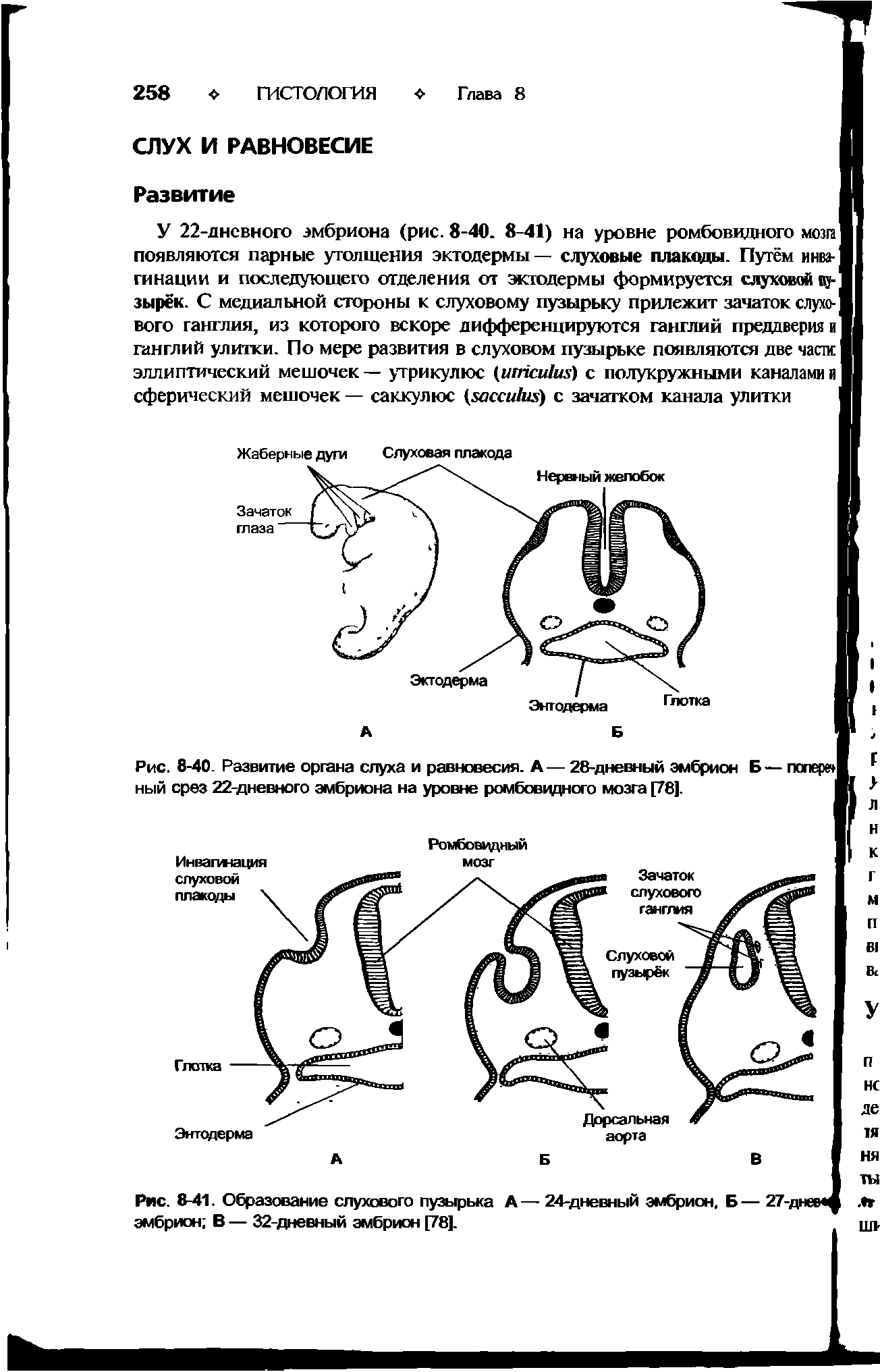 Рис. 8-40. Развитие органа слуха и равновесия. А— 28-дневный эмбрион Б— попер ный срез 22-дневного эмбриона на уровне ромбовидного мозга [78].