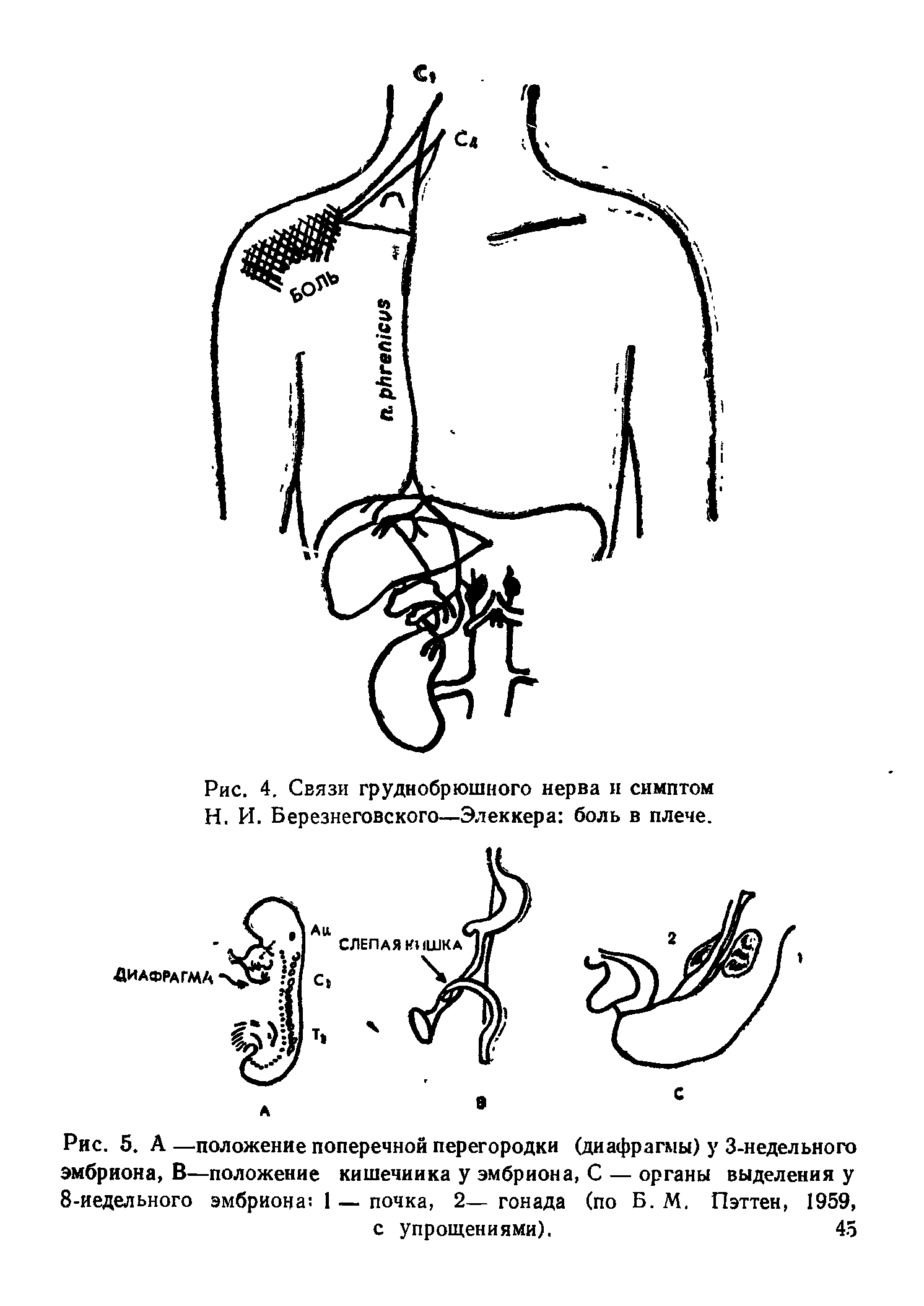 Рис. 5. А —положение поперечной перегородки (диафрагмы) у 3-недельного эмбриона, В—положение кишечника у эмбриона, С — органы выделения у 8-иедельного эмбриона 1 — почка, 2— гонада (по Б. М. Пэттен, 1959, с упрощениями). 45...