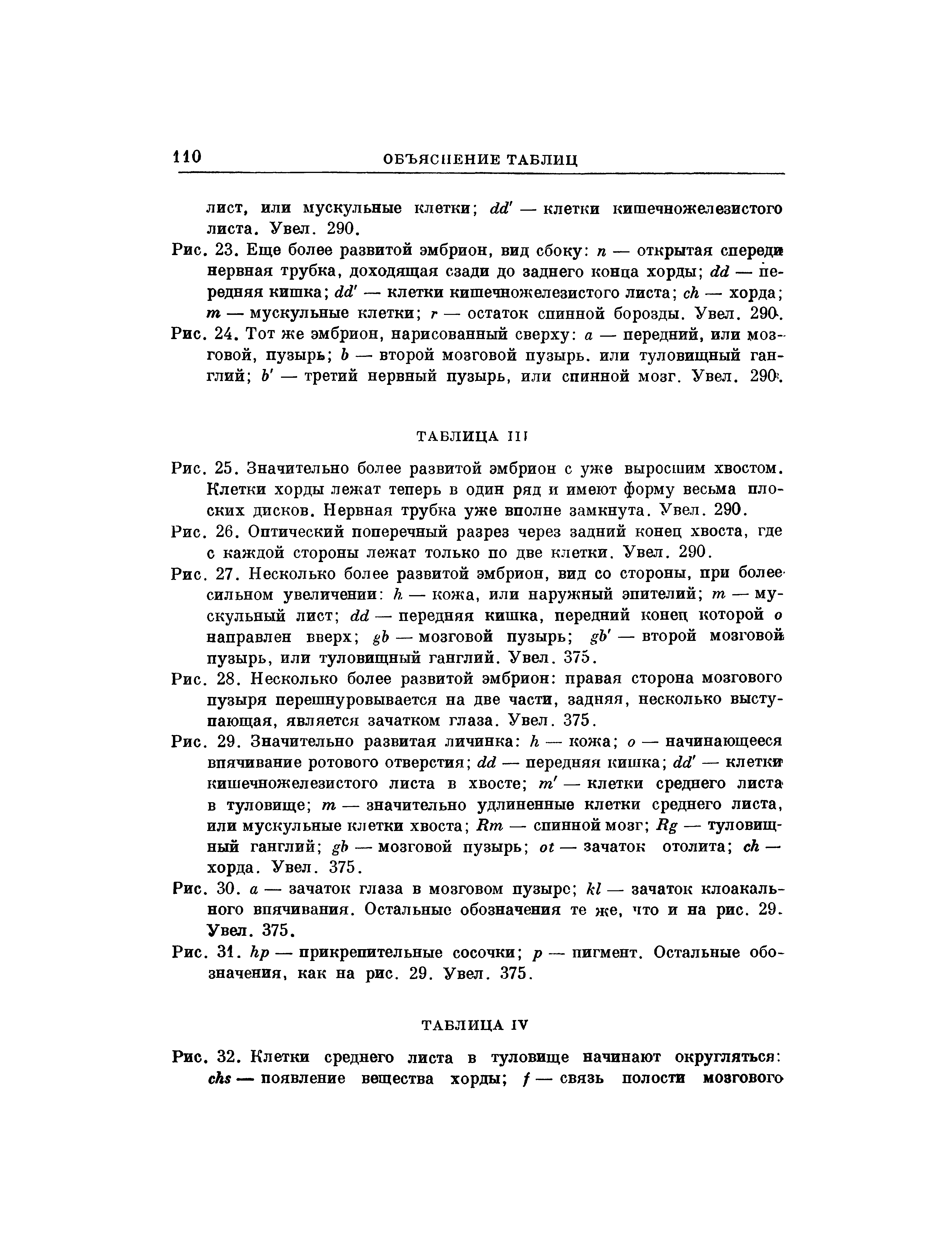 Рис. 27. Несколько более развитой эмбрион, вид со стороны, при более сильном увеличении к— кожа, или наружный эпителий т— мускульный лист — передняя кишка, передний конец которой о направлен вверх — мозговой пузырь — второй мозговой пузырь, или туловищный ганглий. Увел. 375.