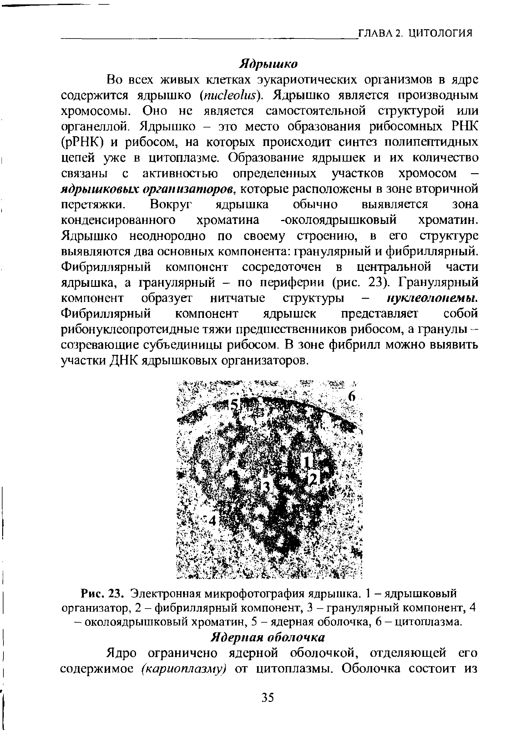 Рис. 23. Электронная микрофотография ядрышка. 1 - ядрышковый организатор, 2 - фибриллярный компонент, 3 - гранулярный компонент, 4 — околоядрышковый хроматин, 5 - ядерная оболочка, 6 — цитоплазма.