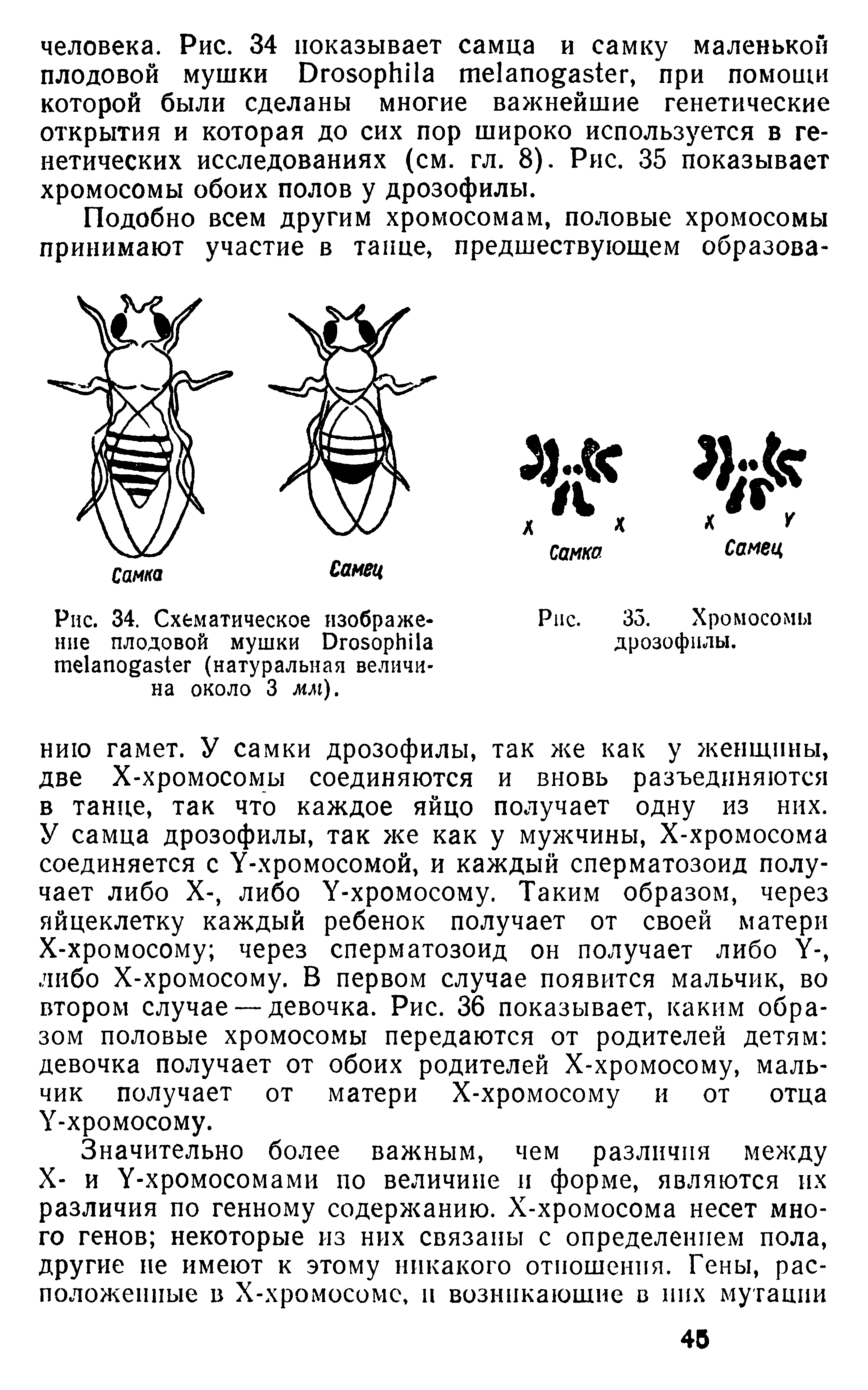 Рис. 34. Схематическое изображение плодовой мушки D (натуральная величина около 3 мм).