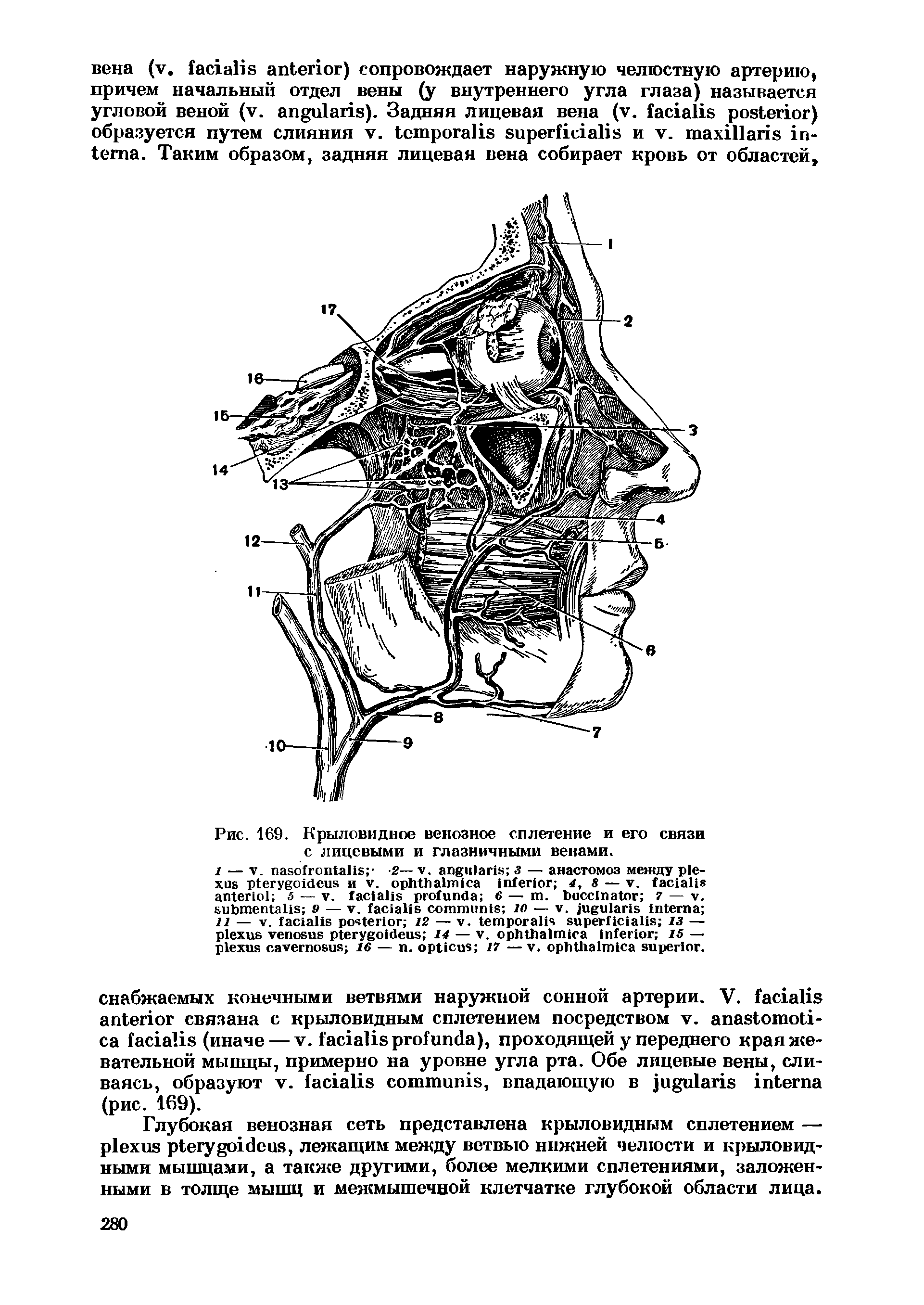 Рис. 169. Крыловидное венозное сплетение и его связи с лицевыми и глазничными венами.