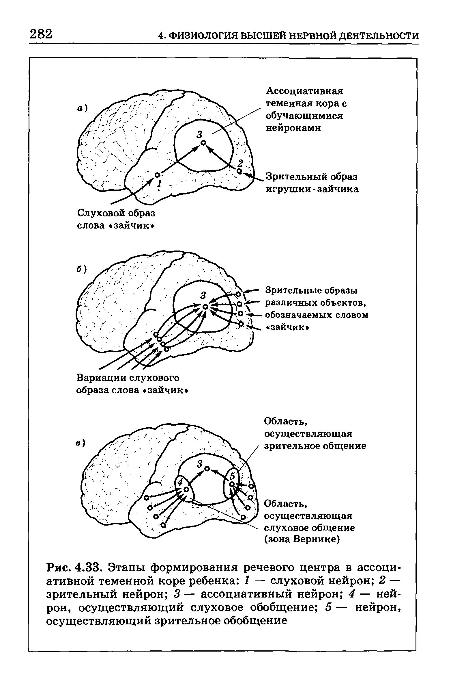 Рис. 4.33. Этапы формирования речевого центра в ассоциативной теменной коре ребенка 1 — слуховой нейрон 2 — зрительный нейрон 3 — ассоциативный нейрон 4 — нейрон, осуществляющий слуховое обобщение 5 — нейрон, осуществляющий зрительное обобщение...