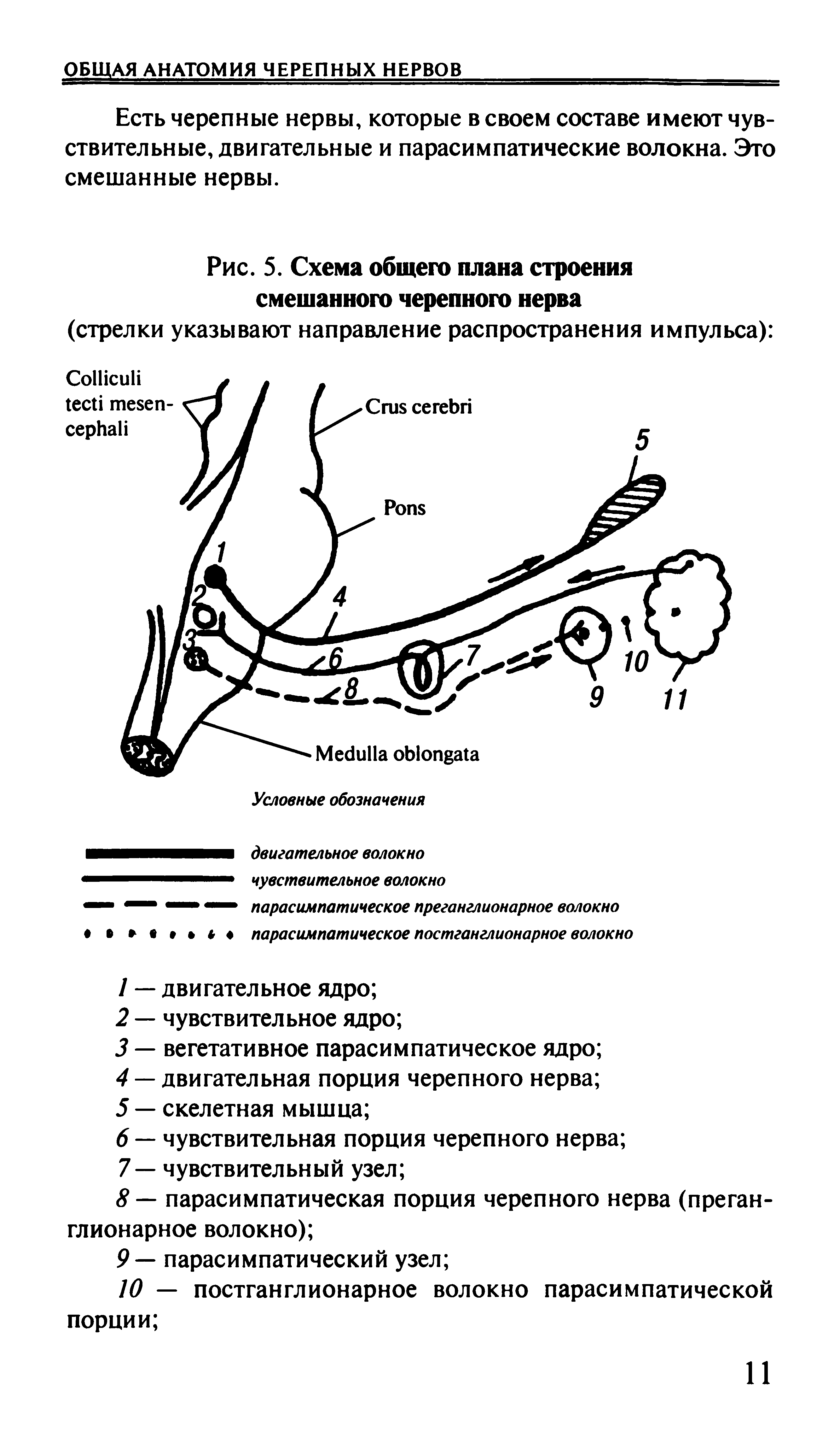 Рис. 5. Схема общего плана строения смешанного черепного нерва...