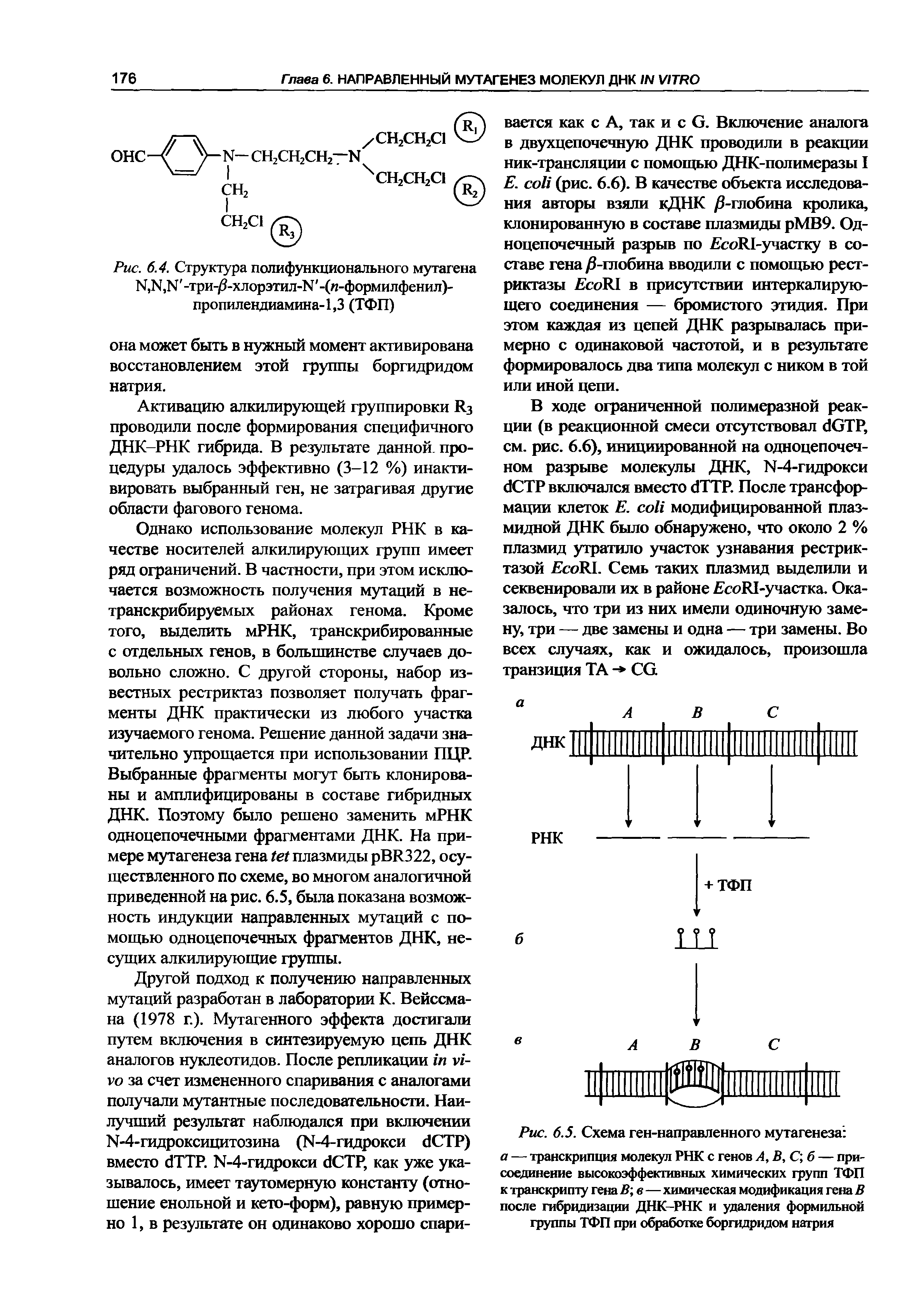 Рис. 6.5. Схема ген-направленного мутагенеза а — транскрипция молекул РНК с генов А, В, С б — присоединение высокоэффективных химических групп ТФП к транскрипту гена В в—химическая модификация гена В после гибридизации ДНК-РНК и удаления формильной группы ТФП при обработке боргидридом натрия...