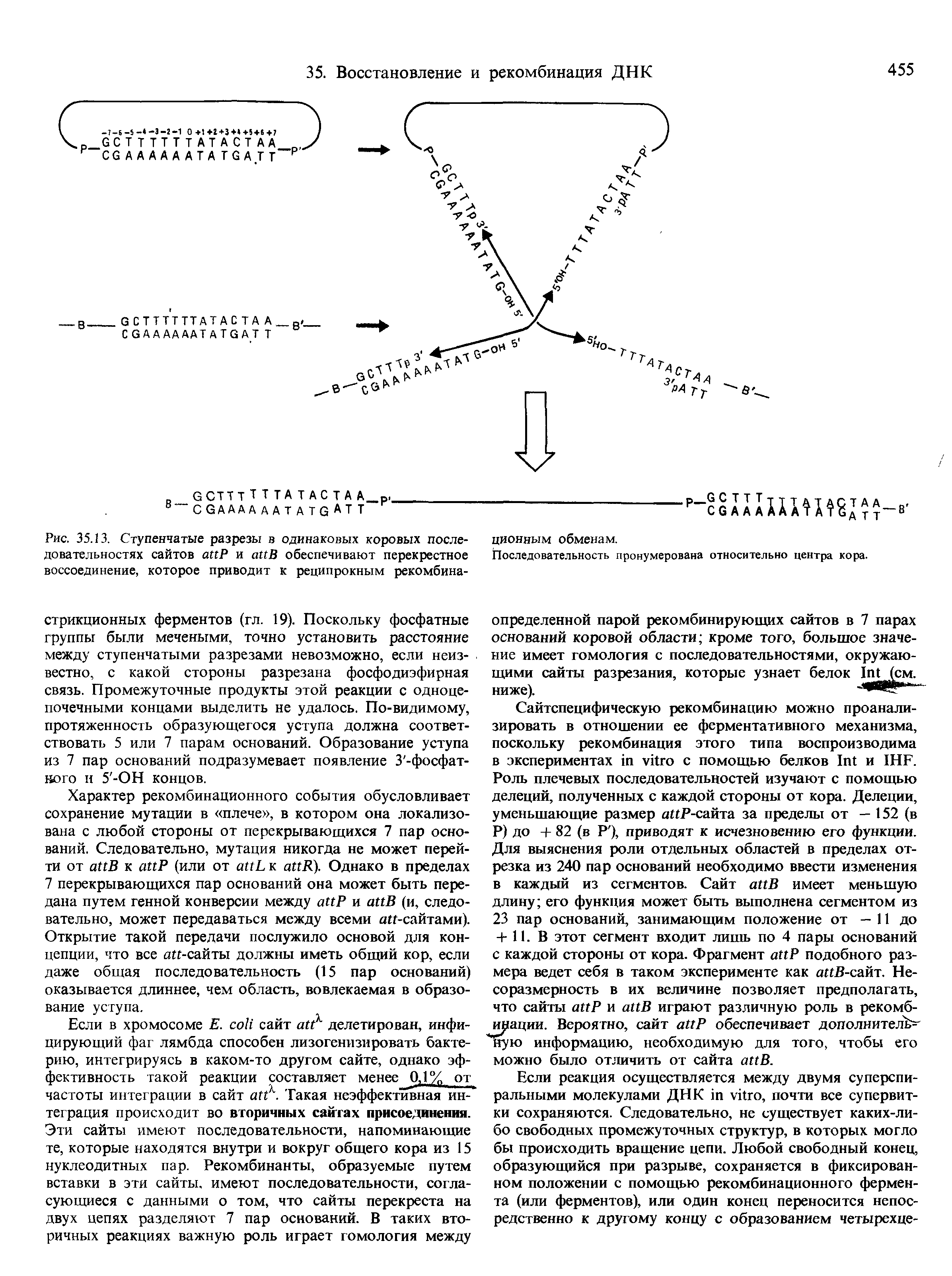 Рис. 35.13. Ступенчатые разрезы в одинаковых коровых последовательностях сайтов ааР и анВ обеспечивают перекрестное воссоединение, которое приводит к реципрокным рекомбина...
