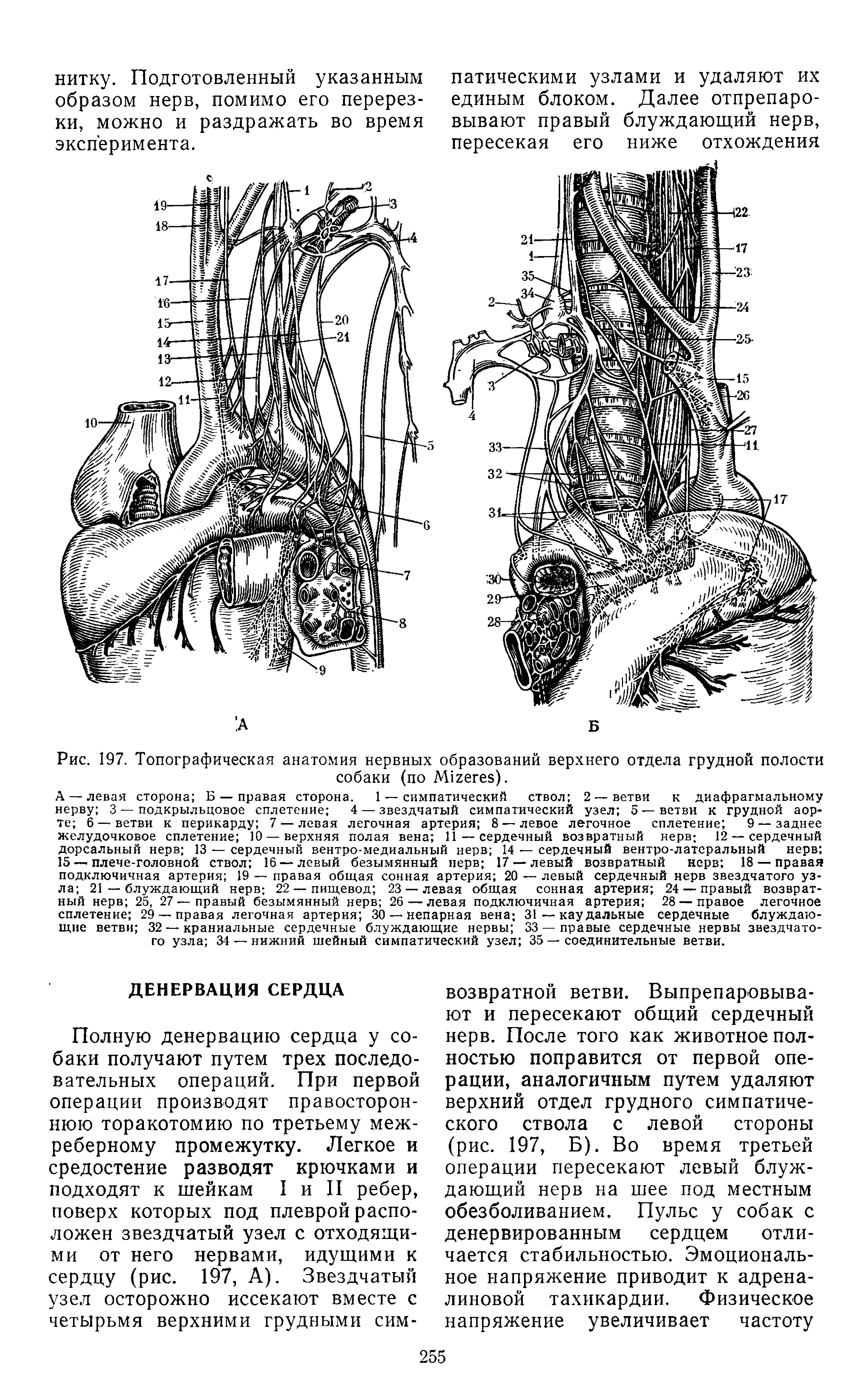 Рис. 197. Топографическая анатомия нервных образований верхнего отдела грудной полости собаки (по ЛИгегеБ).