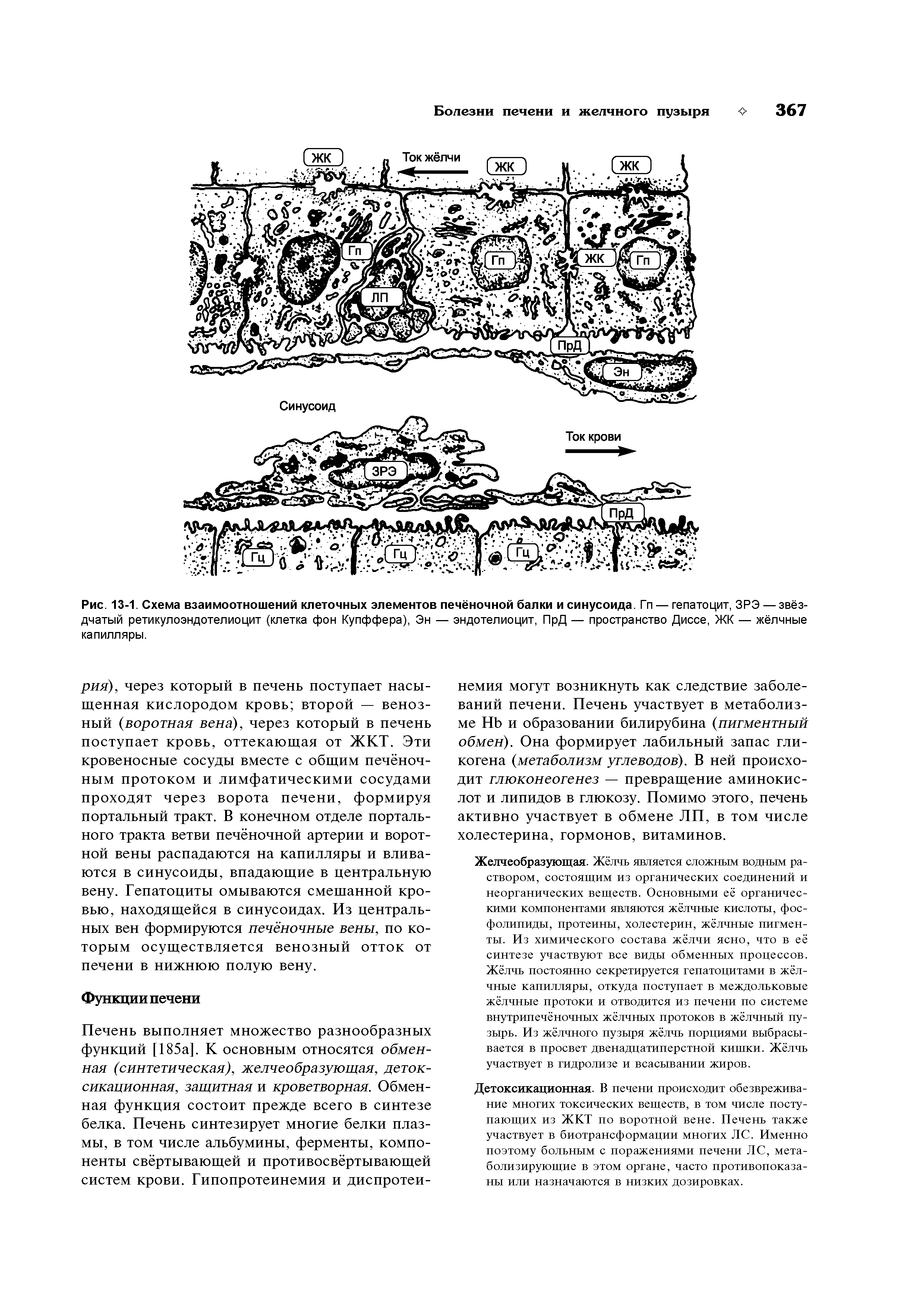 Рис. 13-1. Схема взаимоотношений клеточных элементов печёночной балки и синусоида. Гп — гепатоцит, ЗРЭ — звёздчатый ретикулоэндотелиоцит (клетка фон Купффера), Эн — эндотелиоцит, ПрД — пространство Диссе, ЖК — жёлчные капилляры.