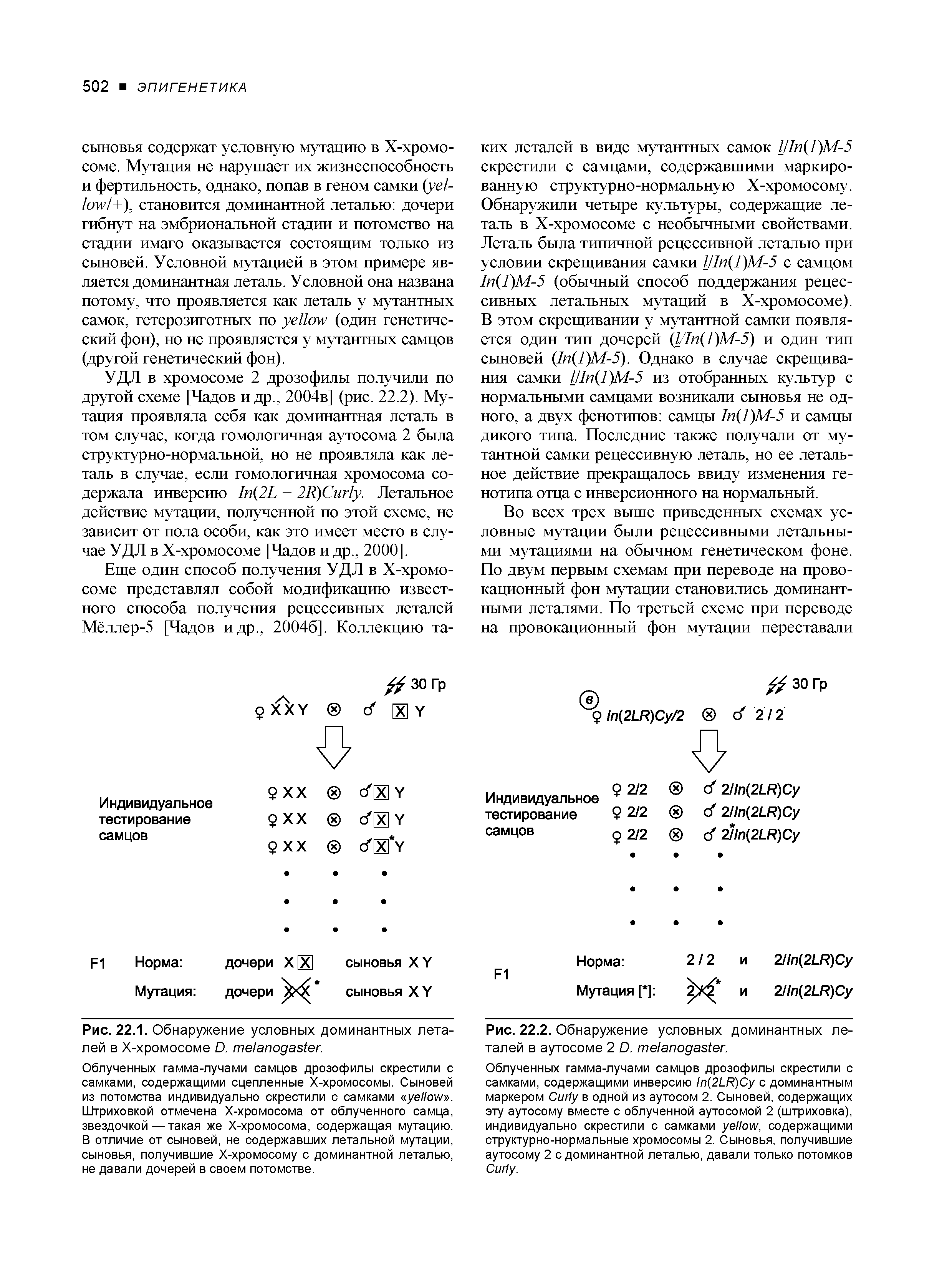 Рис. 22.1. Обнаружение условных доминантных леталей в Х-хромосоме D. .