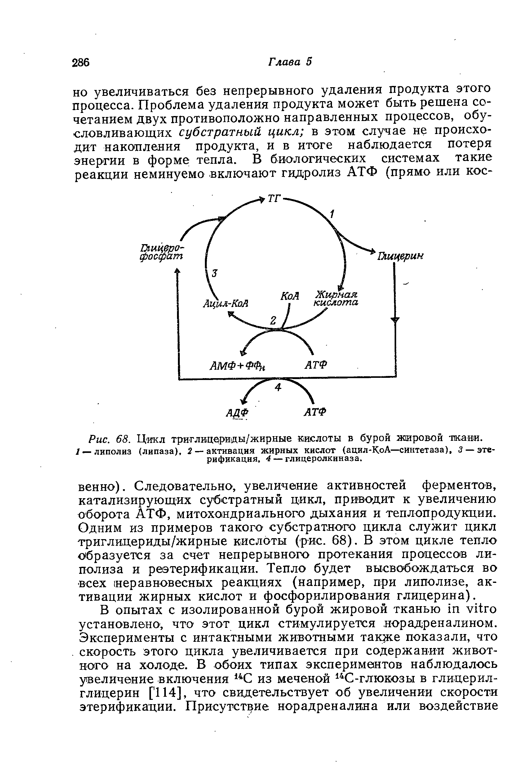 Рис. 68. Цикл триглицериды/жирные кислоты в бурой жировой ткани.