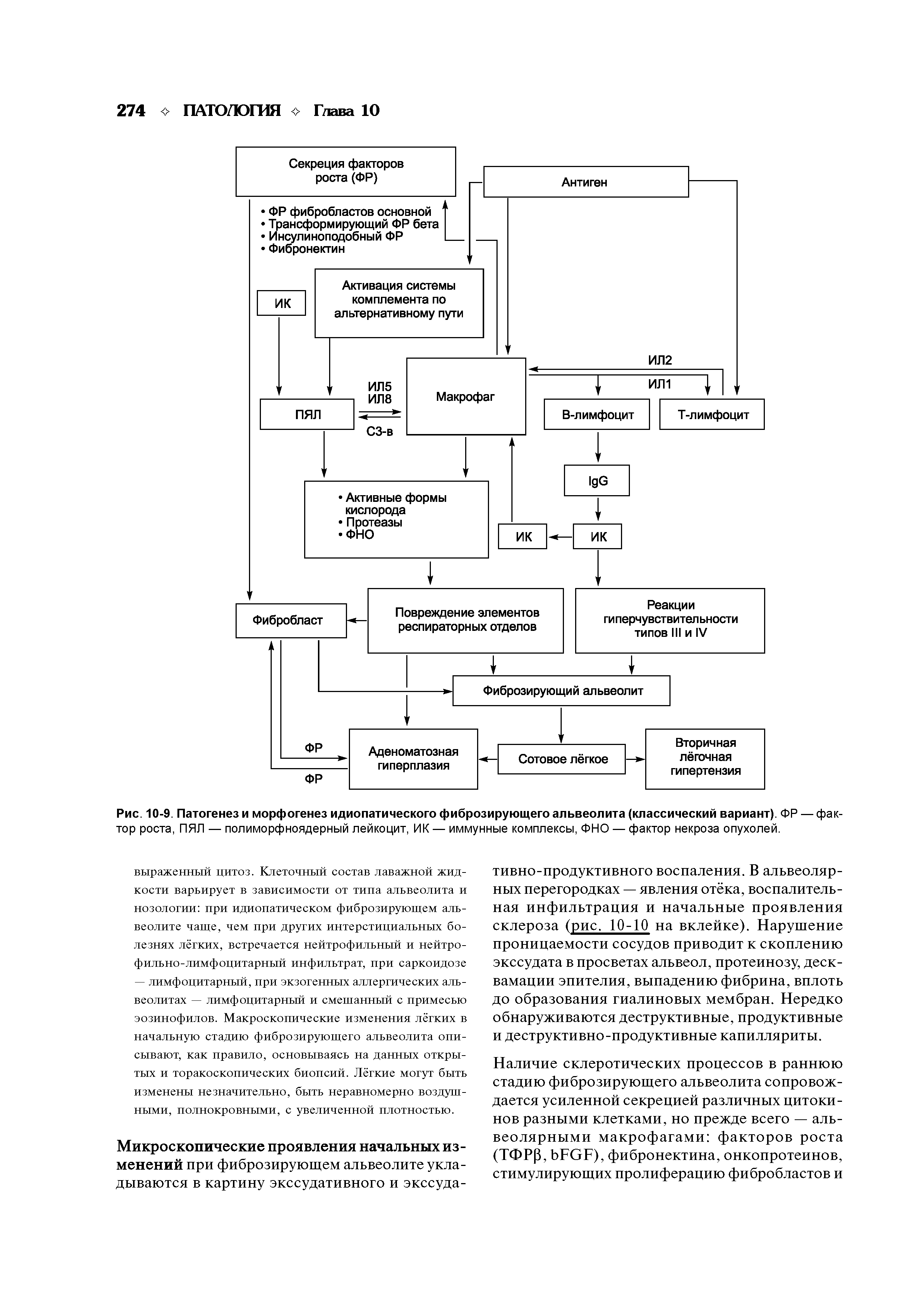Рис. 10-9. Патогенез и морфогенез идиопатического фиброзирующего альвеолита (классический вариант). ФР — фактор роста, ПЯЛ — полиморфноядерный лейкоцит, ИК — иммунные комплексы, ФИО — фактор некроза опухолей.